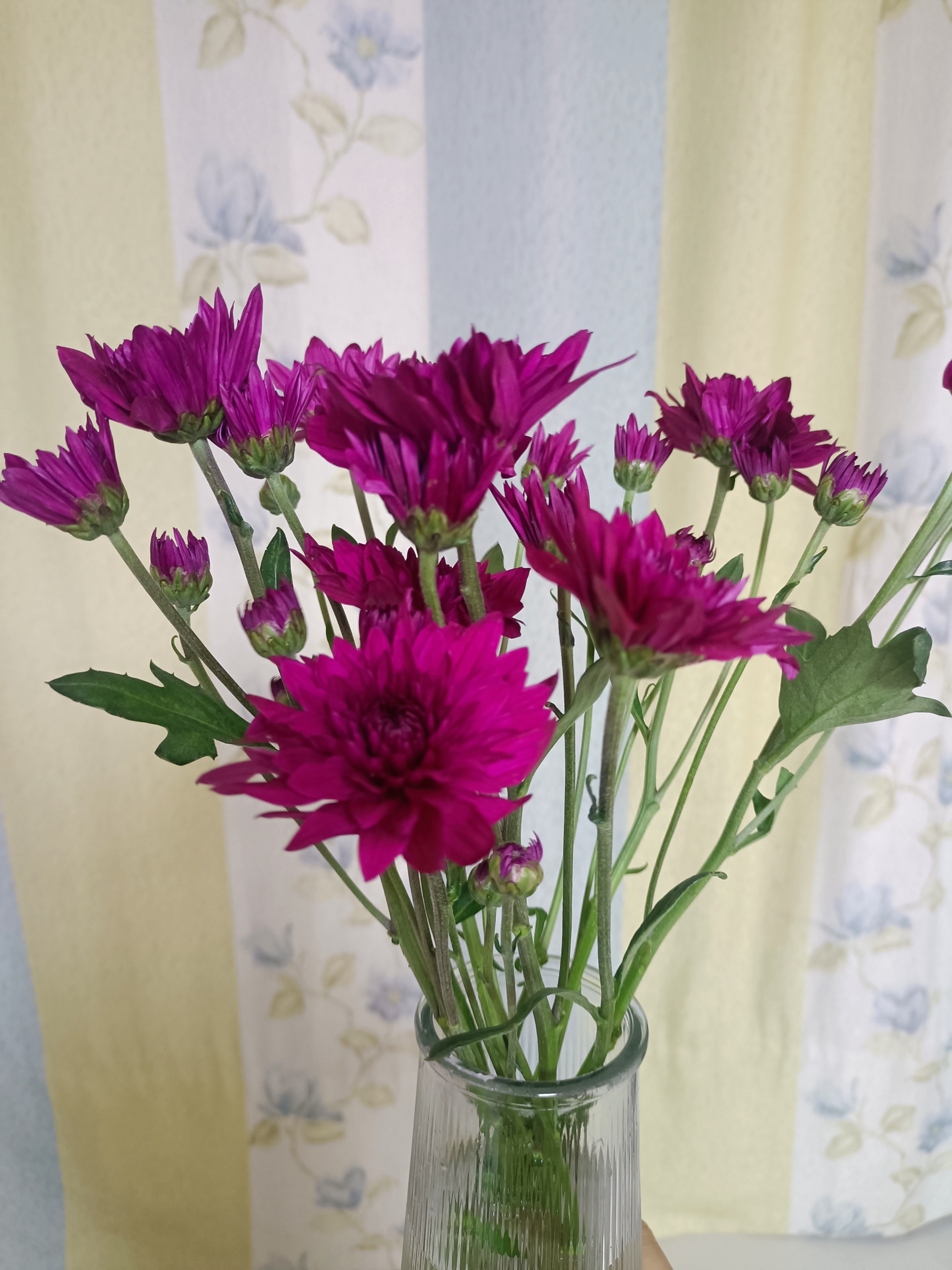 看着花瓶里刚买的小雏菊,我很是喜欢,想到辣手摧花的小宝,又有点担心