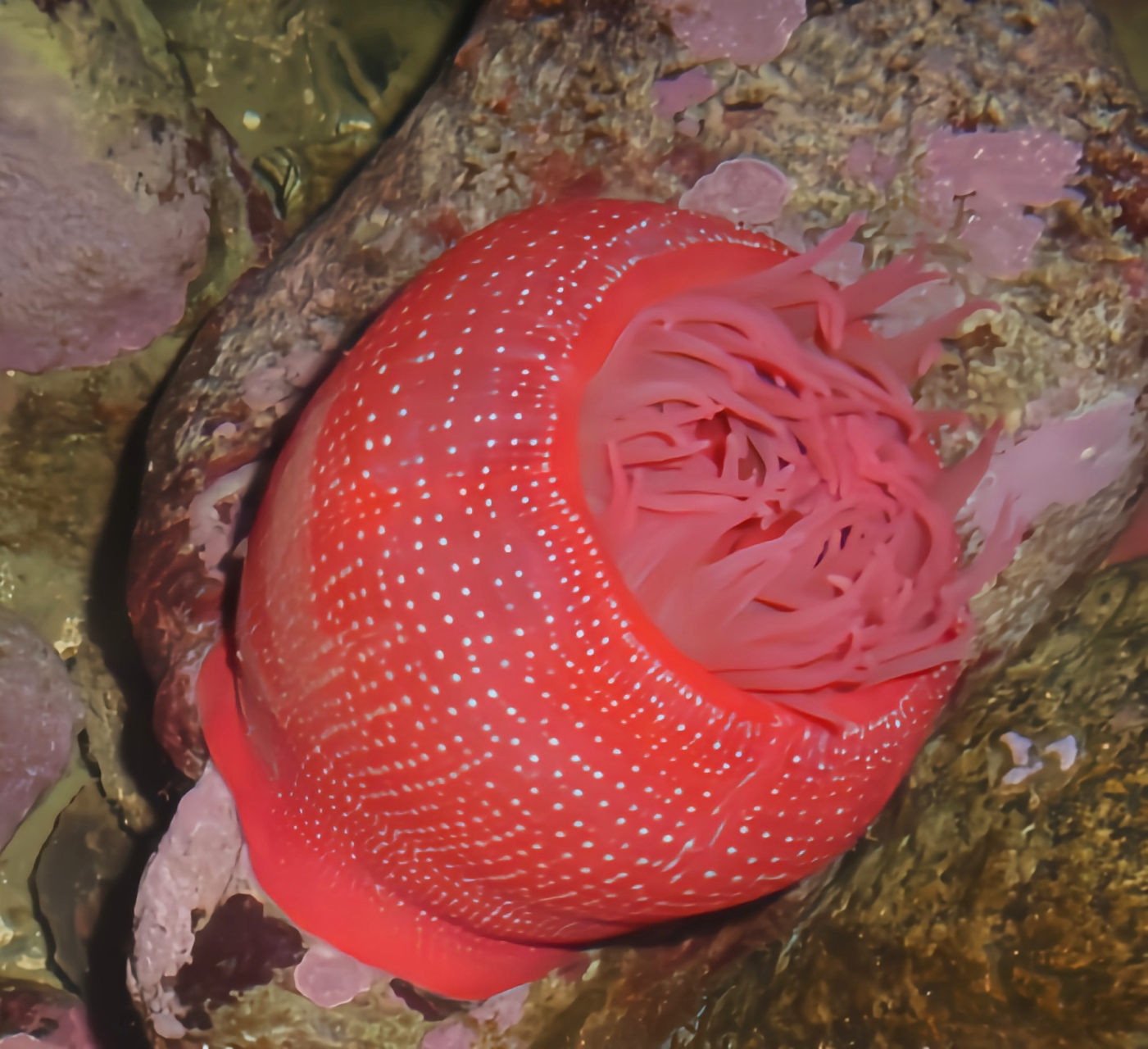 跨年创作挑战赛# 草莓海葵,这一源自大西洋东部地中海及苏格兰北部