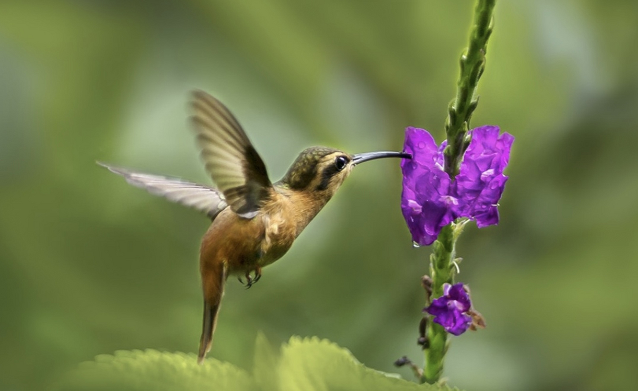 跨年创作挑战赛# 红隐蜂鸟,这一南美洲的原生物种,堪称最小的鸟类之