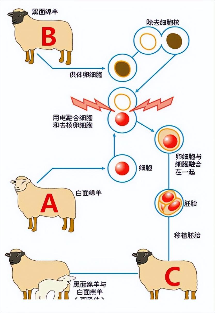 為何現在很少提克隆人了多莉羊悲慘的一生或許已經給出了答案