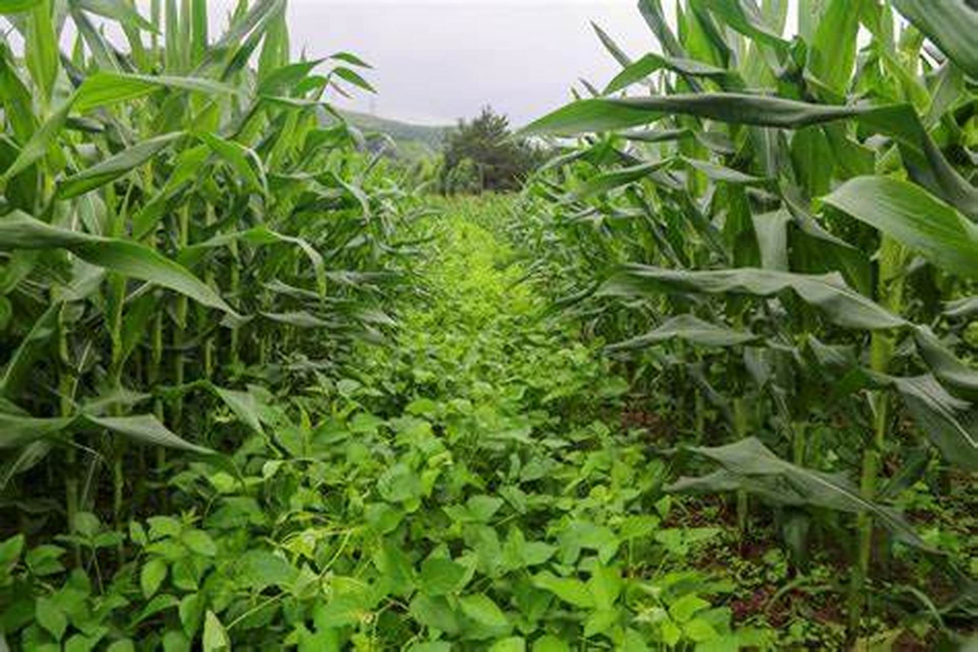 施肥轮作巧管理, 轻松采摘好收益![原文:大豆玉米复合种植:实现双.