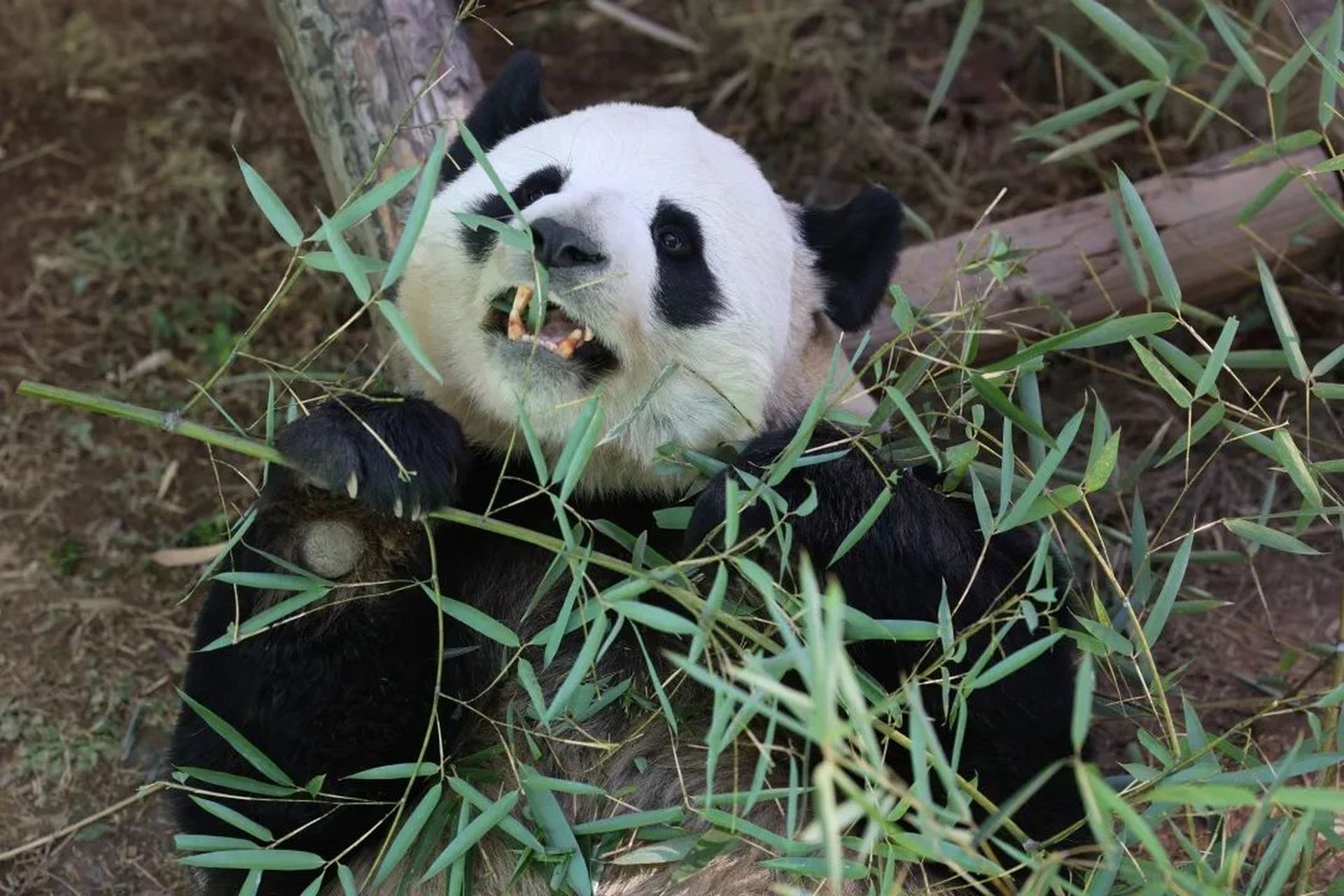 栾川野生动物园大熊猫图片