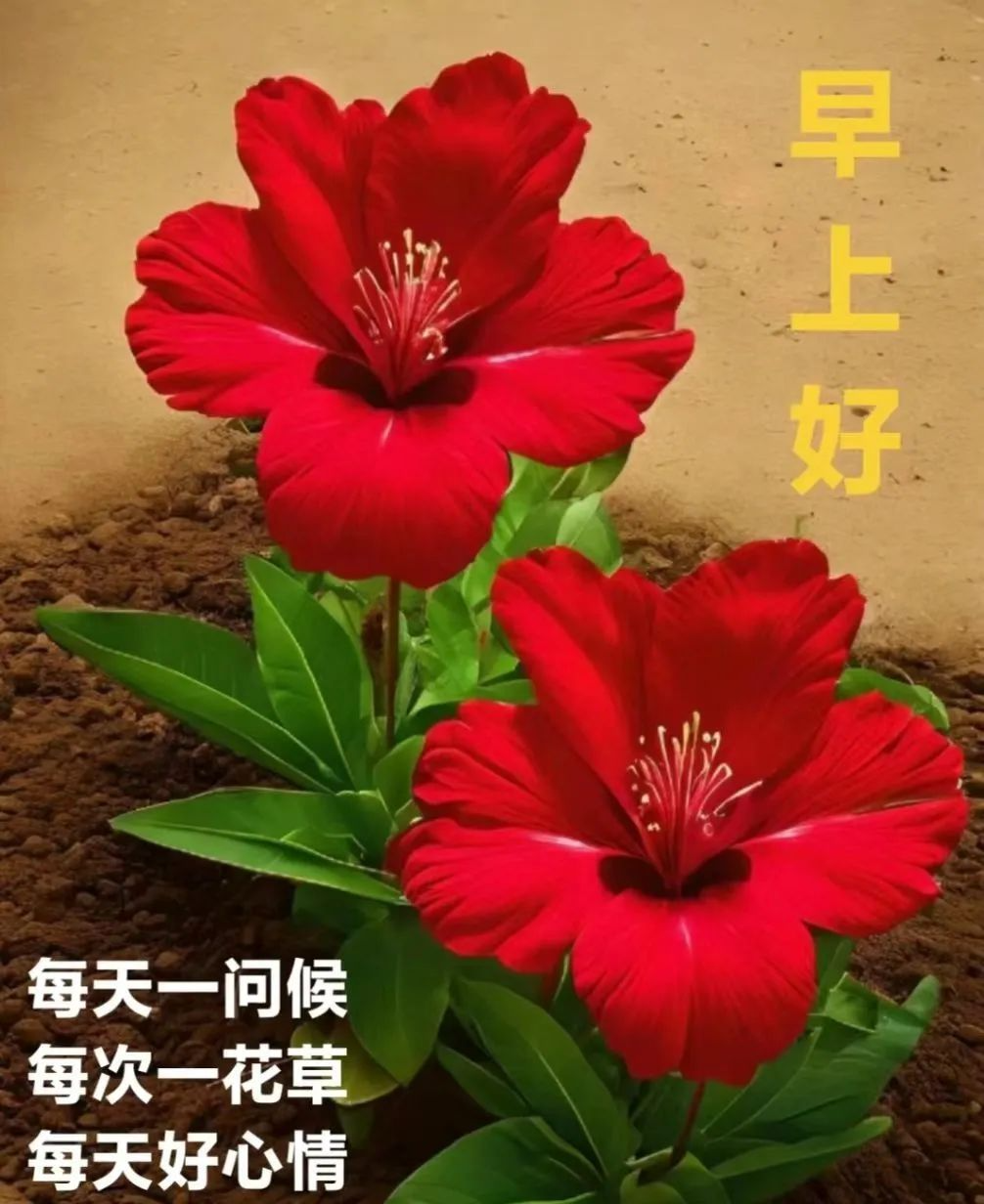 早晨好心情问候图,最新早安祝愿图片大公开