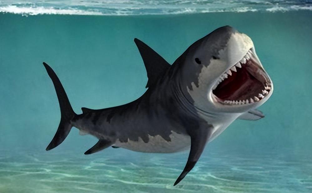 鲨鱼恐龙都逃不过灭绝的结果为什么鲨鱼却能安全存活下来