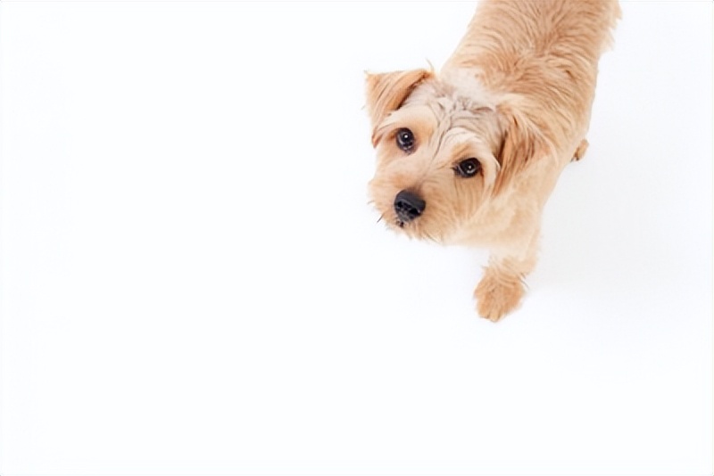 狗狗找主人时的可爱动作:5个超萌手势,萌化你的心!