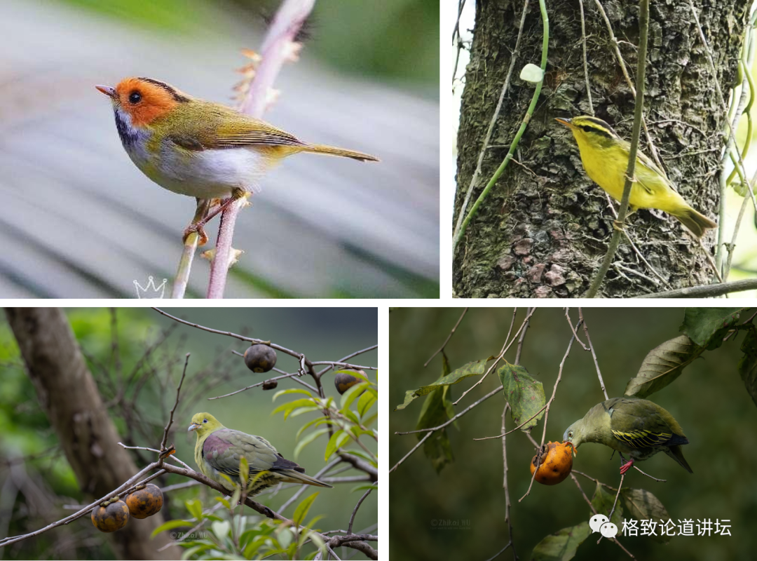 位于北回归线附近的鼎湖山,保存着400多年历史的季风常绿阔叶林