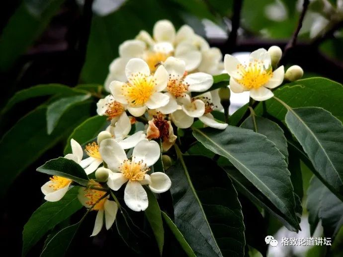 位于北回归线附近的鼎湖山,保存着400多年历史的季风常绿阔叶林