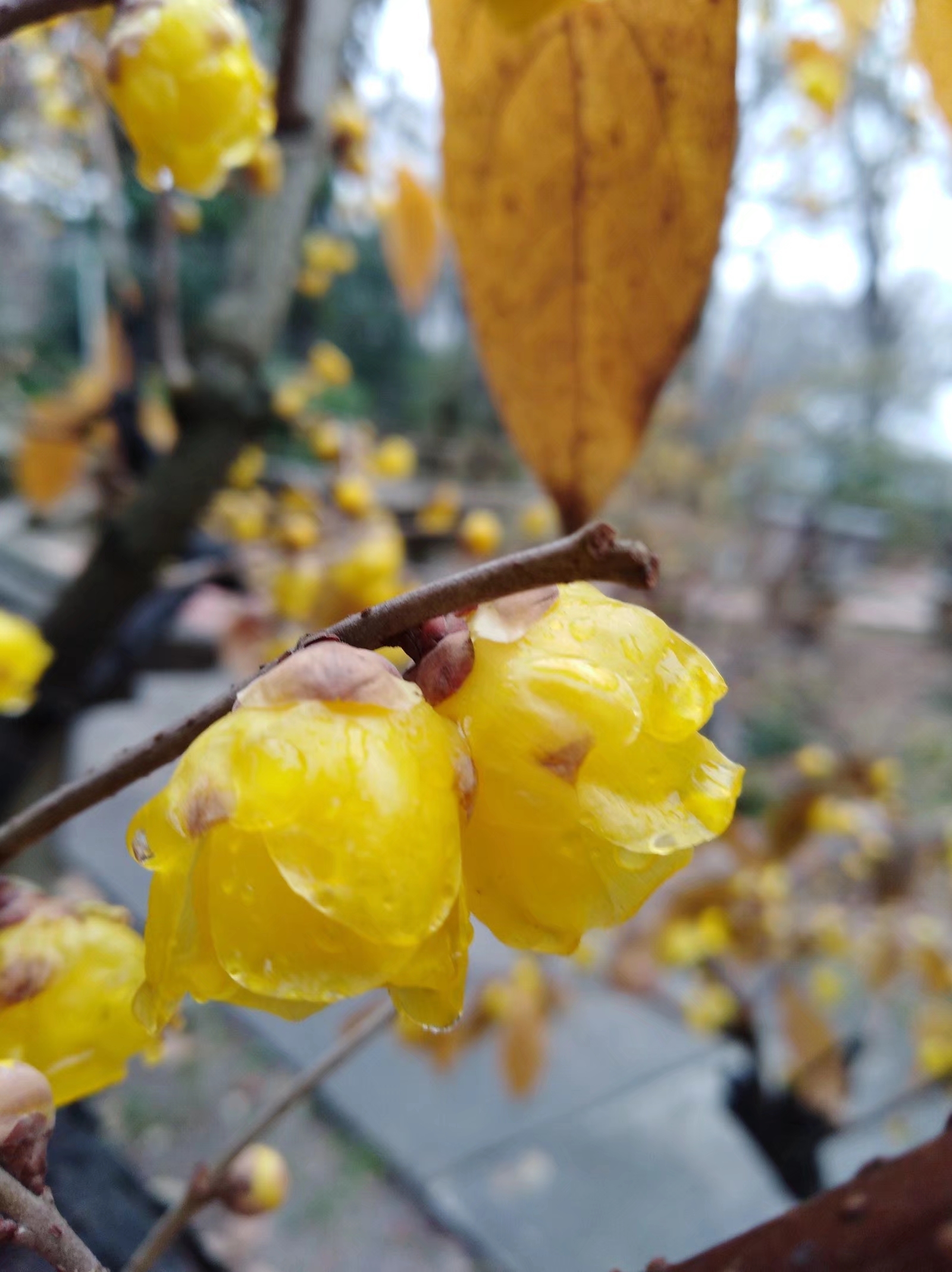 腊梅飘香的冬日