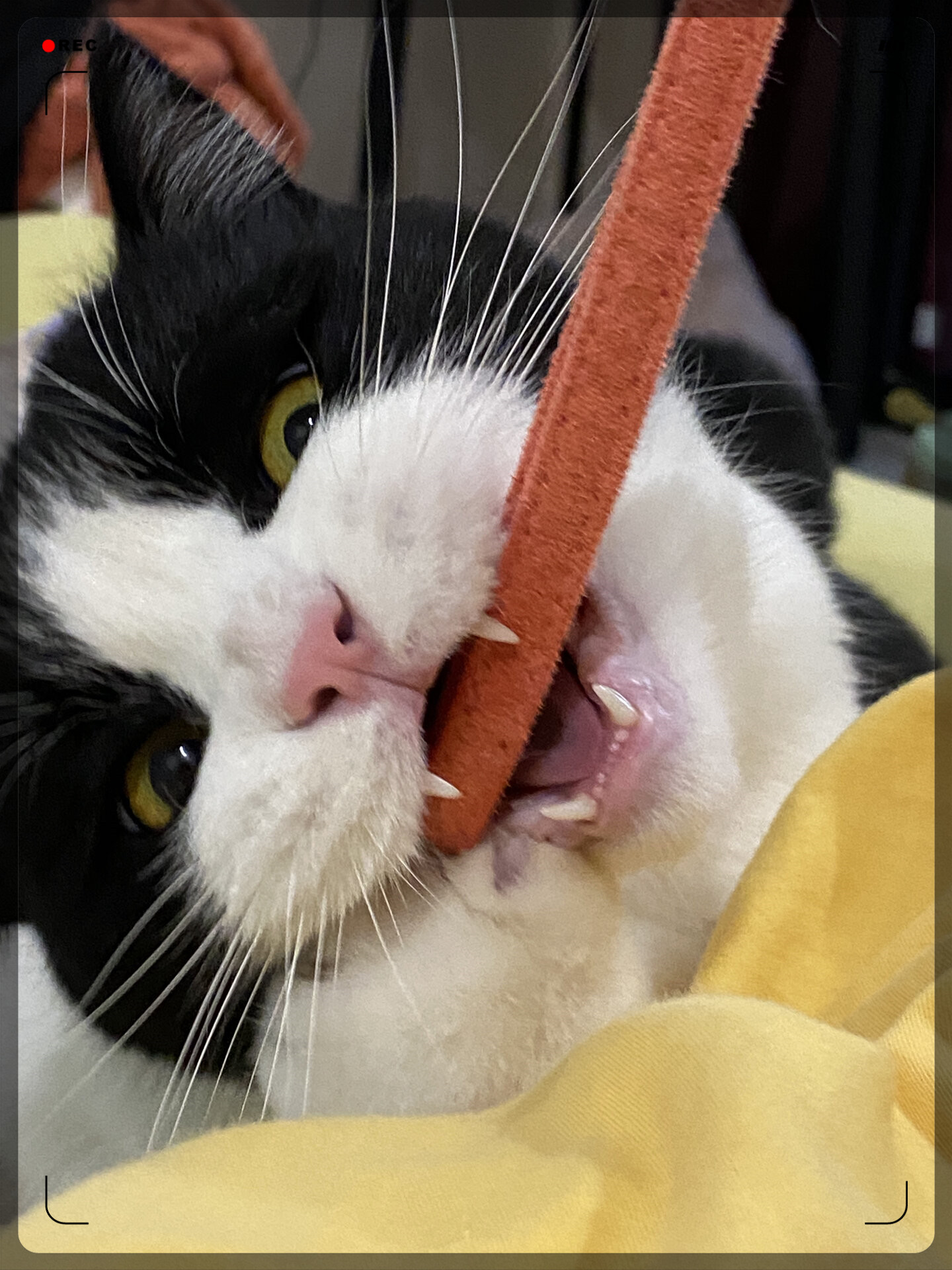 金毛凶神恶煞小黑猫