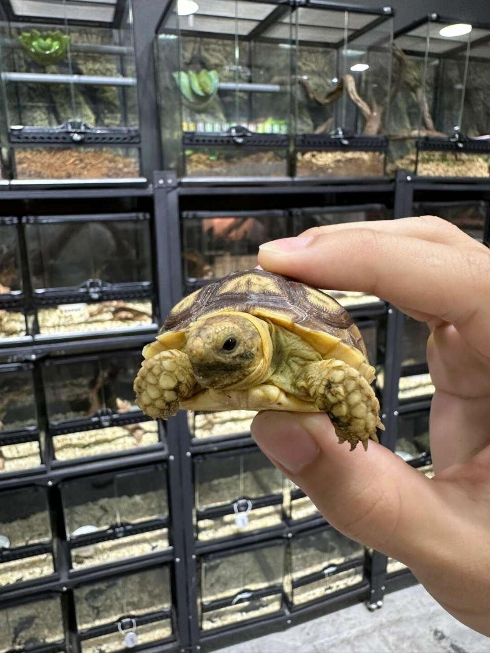 世界二级保护动物  苏卡达陆龟,又称南非陆龟或苏卡达象龟,是一种属于