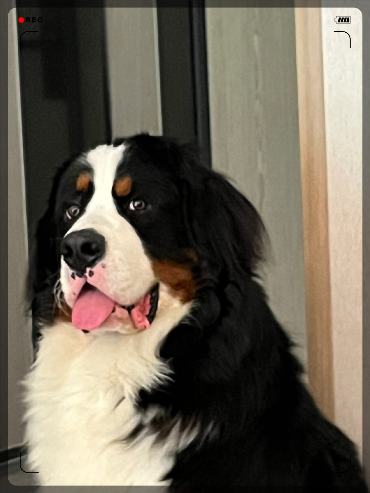 我的小宝贝伯恩山犬每天都是淘气的小恶魔