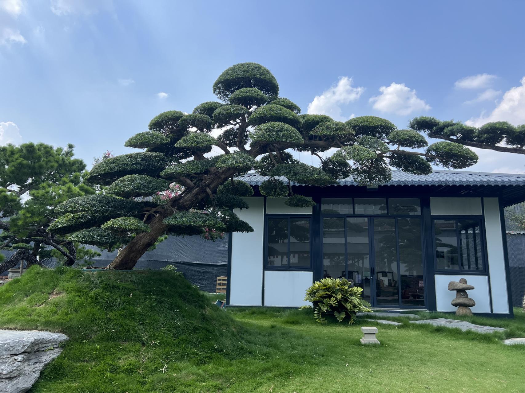 万东园艺,主要经营罗汉松,庭院,各种造型罗汉松,大批国产罗汉松量大价