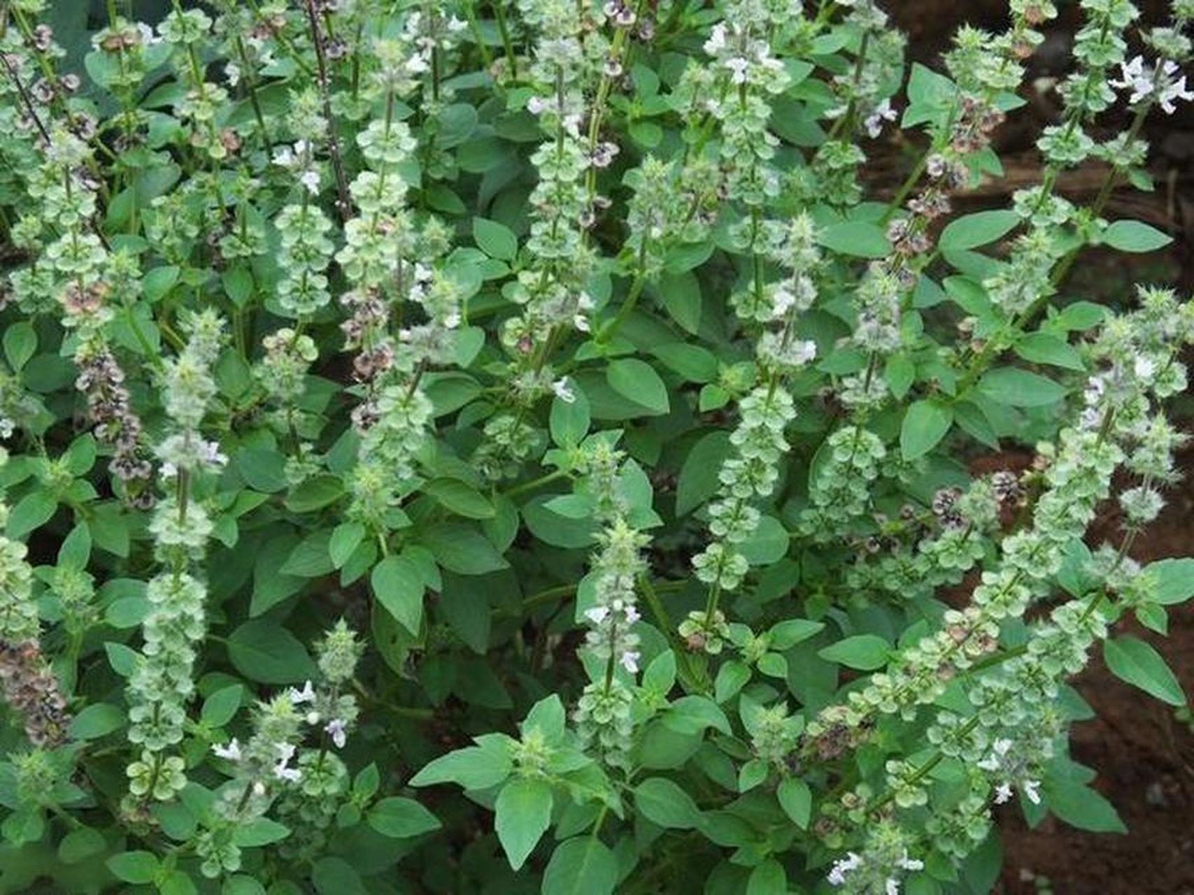 荆芥的功效与作用  荆芥,又称假苏,香荆荠等,是唇形科荆芥属的一种