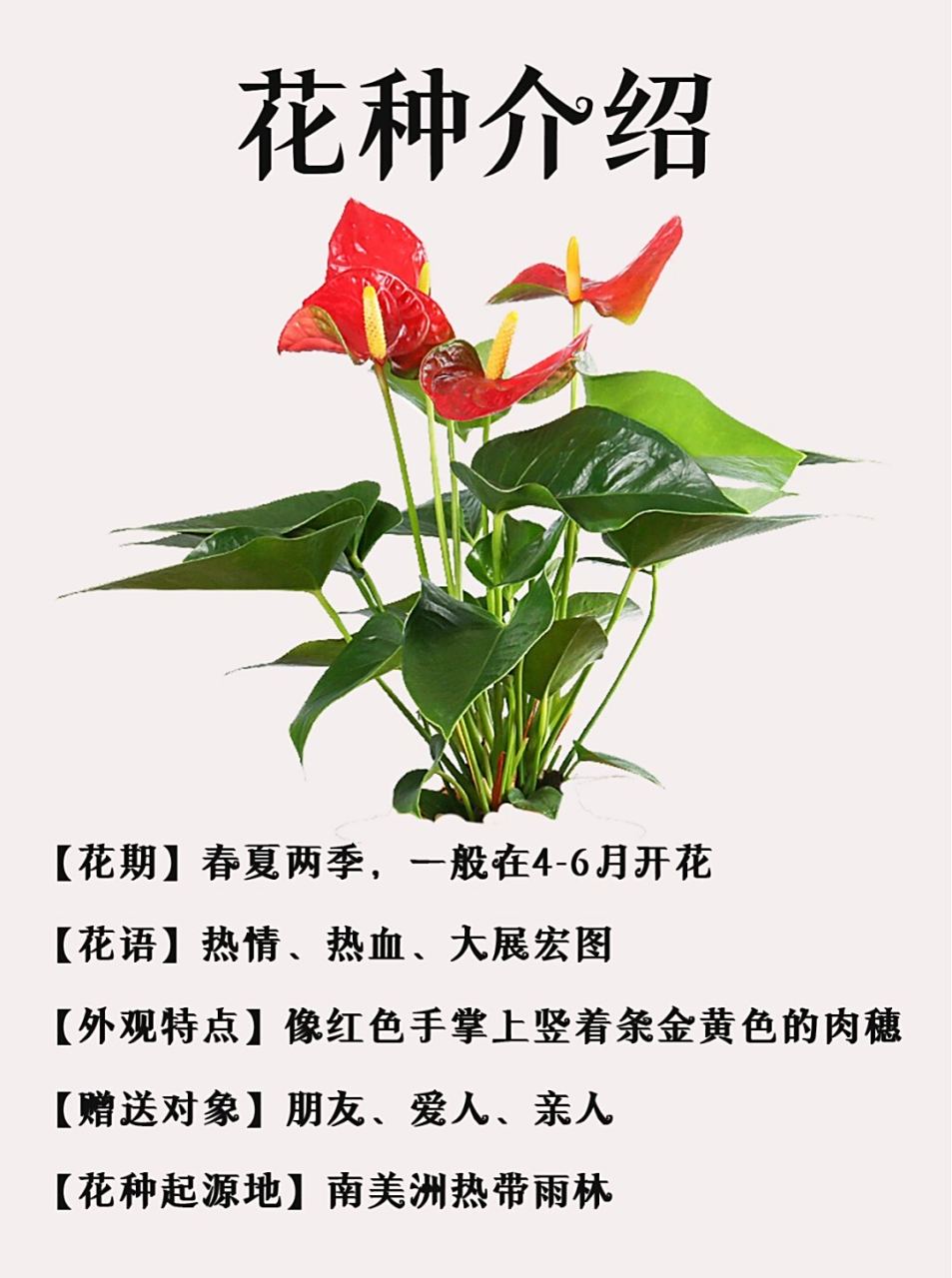 它的花语是热情,热血和大展宏图,与它的美丽外观相得益彰