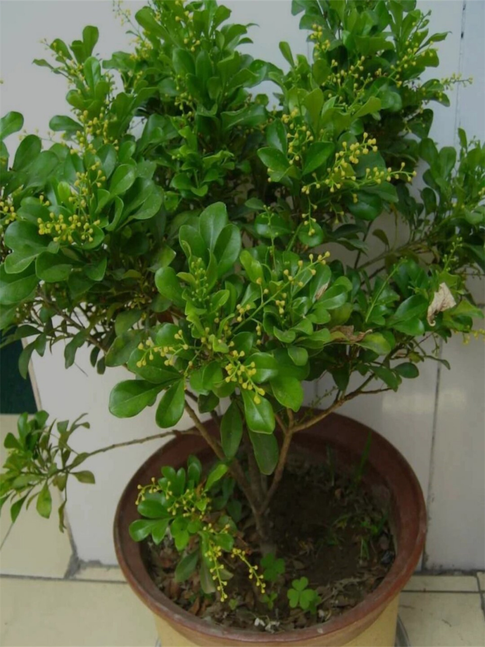 带你认识米仔兰  米仔兰,楝科米仔兰属的乔木植物,其独特的形态与芬芳