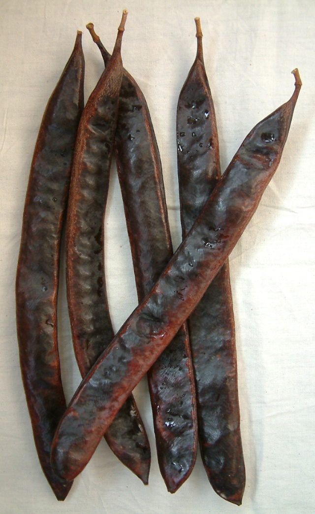 皂莱的功效与作用  皂荚,是豆科植物的一种.