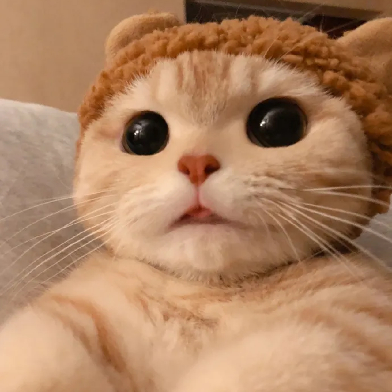 萌宠猫咪头像 | 戴帽子的猫 | 可爱橘猫头像 92 96  #最靓头像