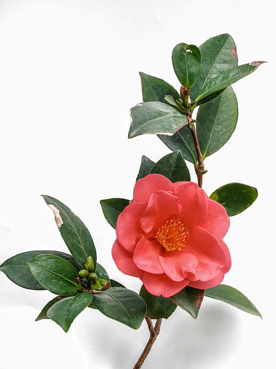 绘画素材:山茶花  山茶花的花瓣层层叠叠,犹如少女的舞裙一般轻盈飘逸