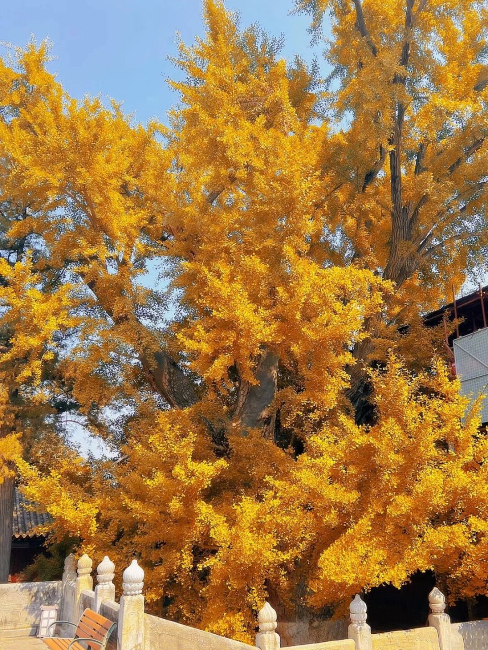 但如果是在北平,遇见那古刹银杏,那真是再完美不过了.