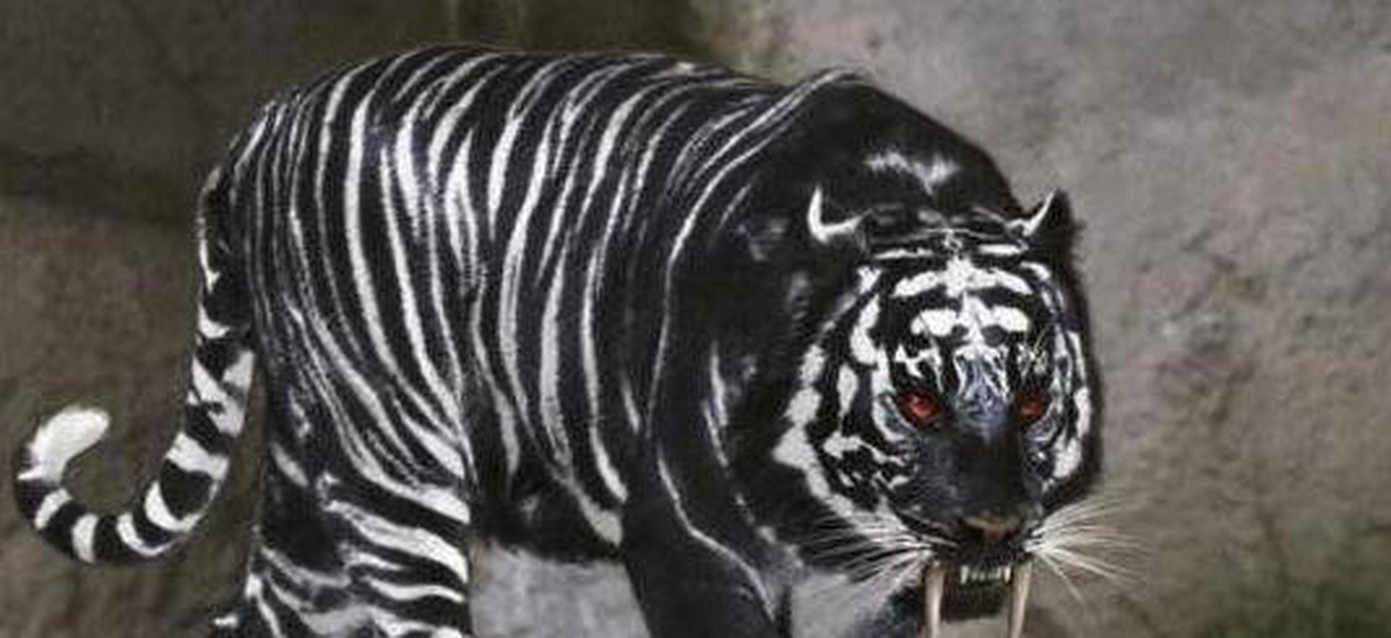 全球仅存6只的黑虎,长相凶猛霸气,10里地内狼群不敢靠近,还能捕杀300