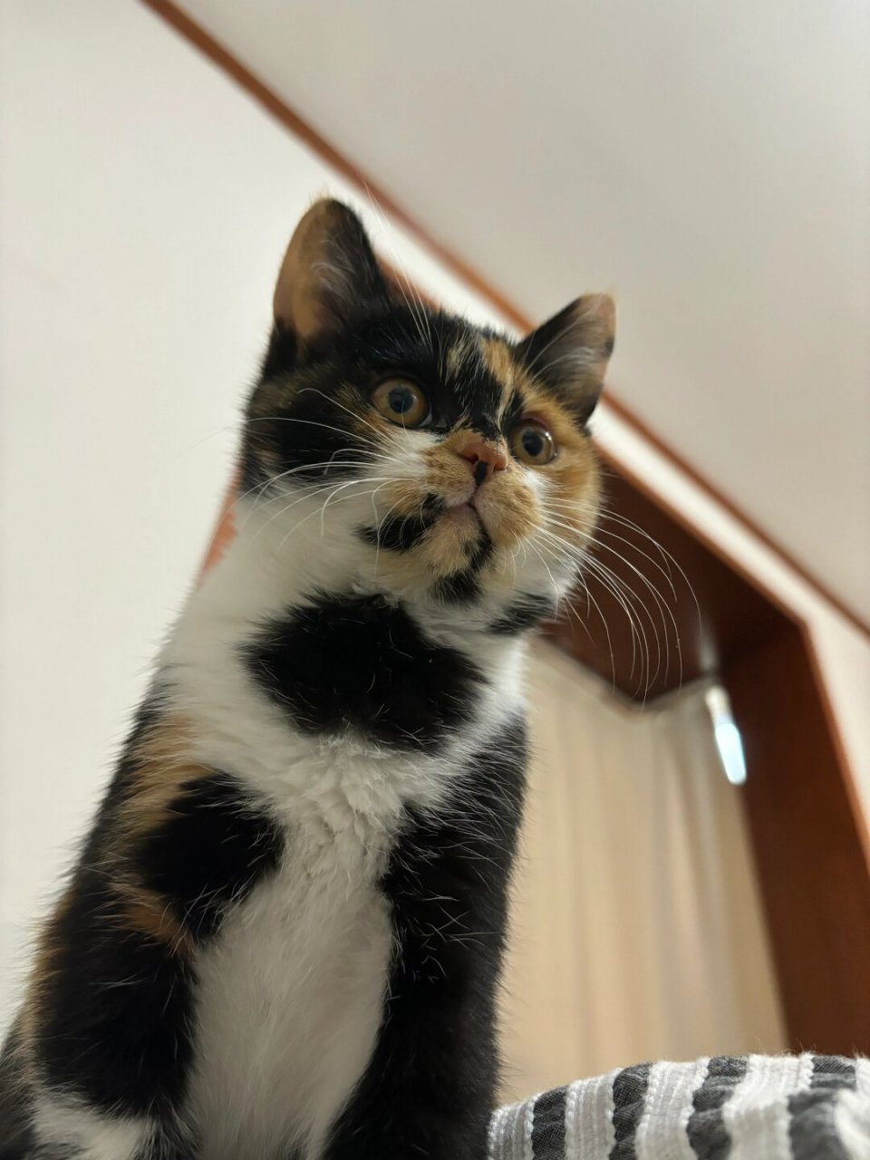 出来聊天  晒出你家的猫咪自拍,让大家一起欣赏它们的可爱和魅力吧!