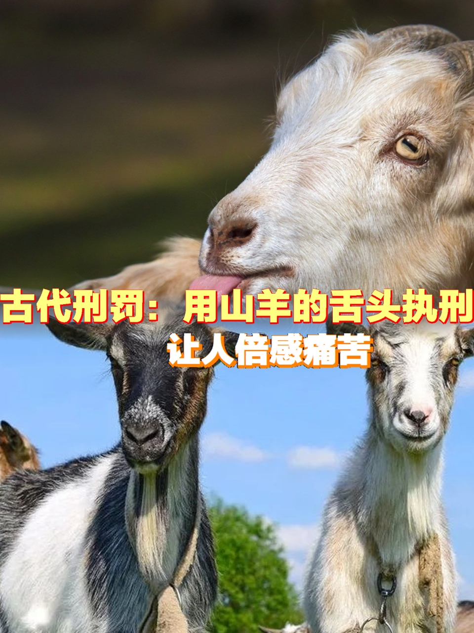 古代刑罚:用山羊的舌头执刑,过程温柔,却让人倍感痛苦