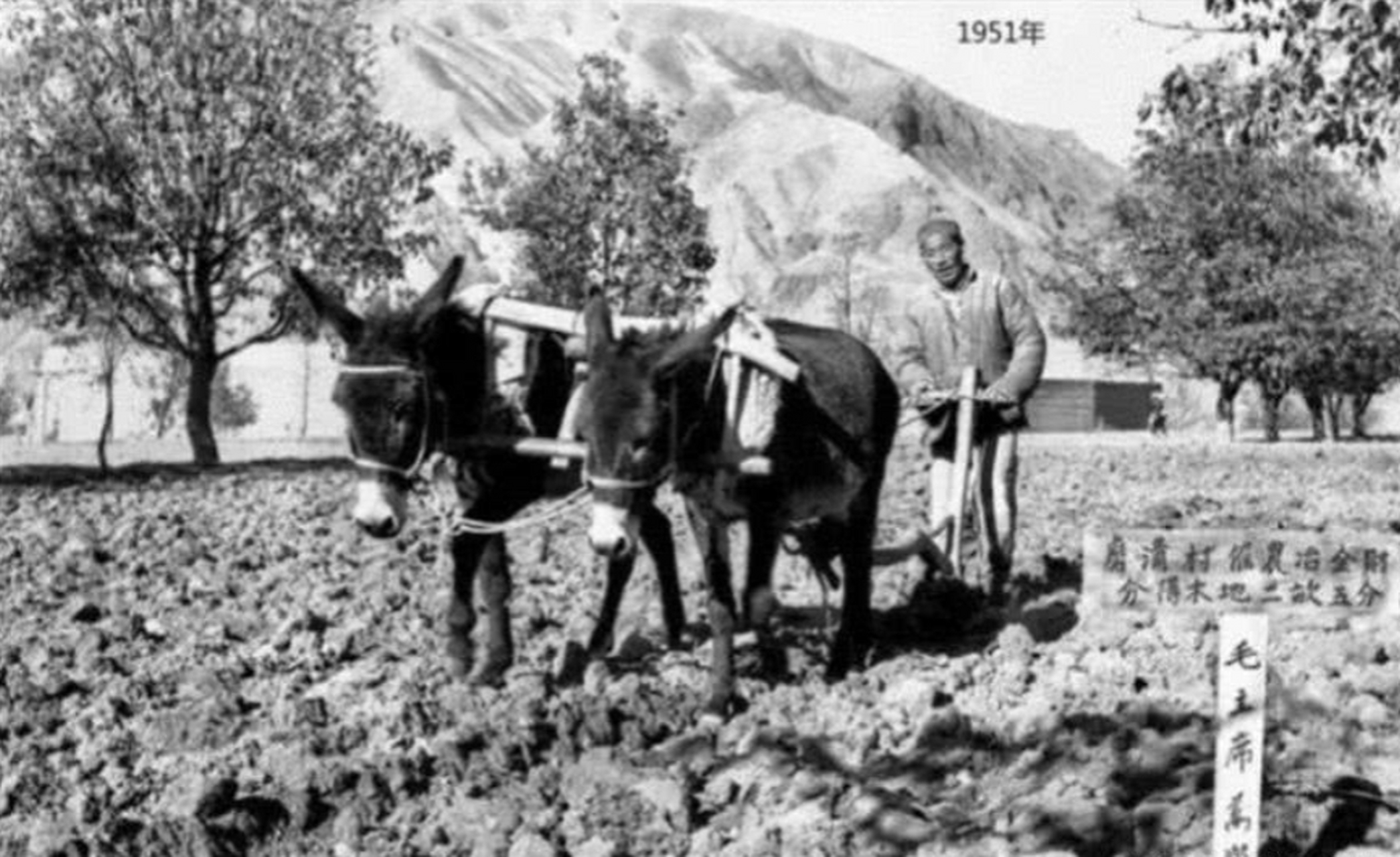 1951年的那张照片,是两头毛驴在耕种.