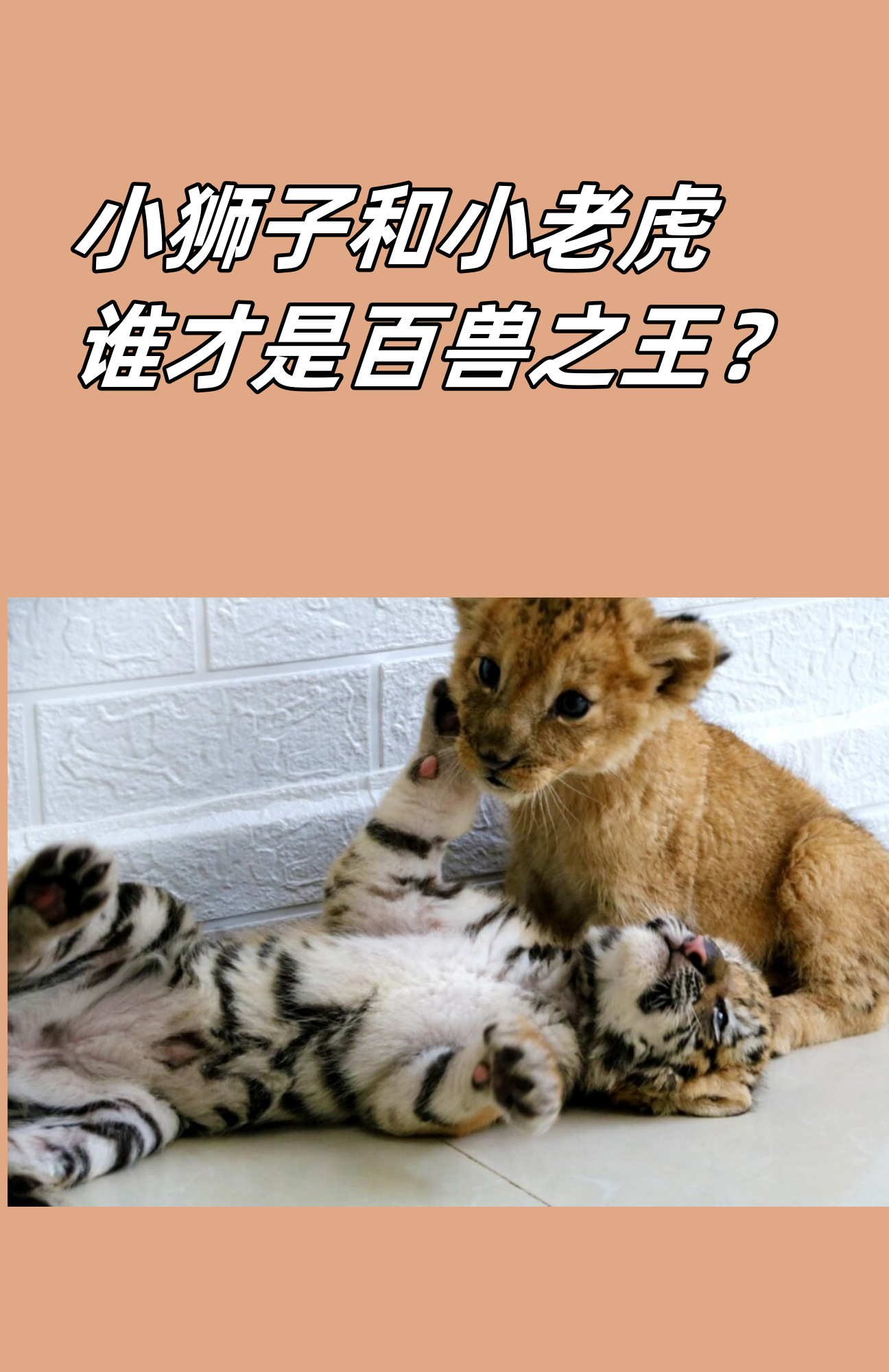 小狮子和小老虎谁才是百兽之王?