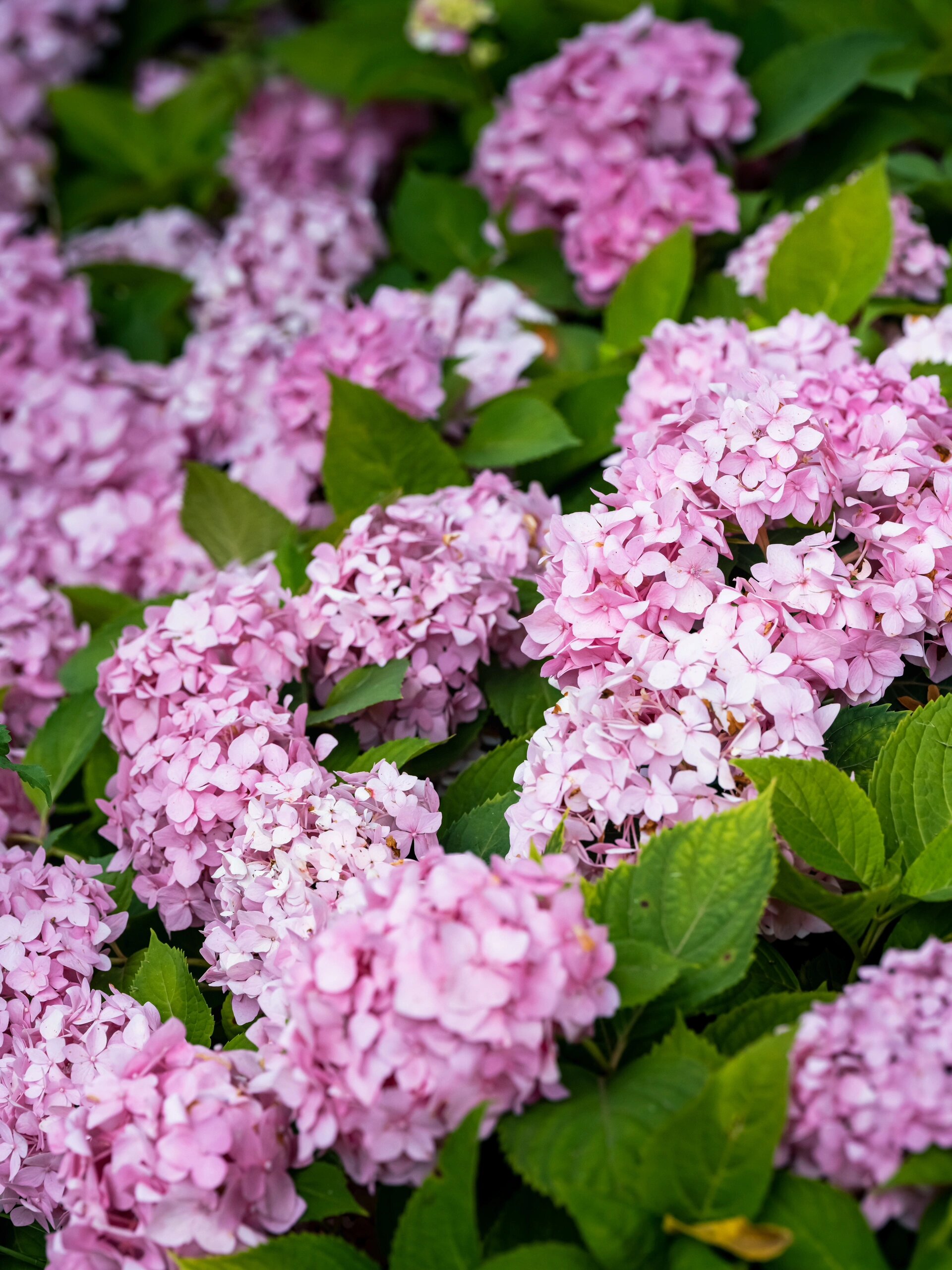 花开自有时 绣球,一蒂千花,簇簇相依,今天到一片的粉绣球花海,粉绣球