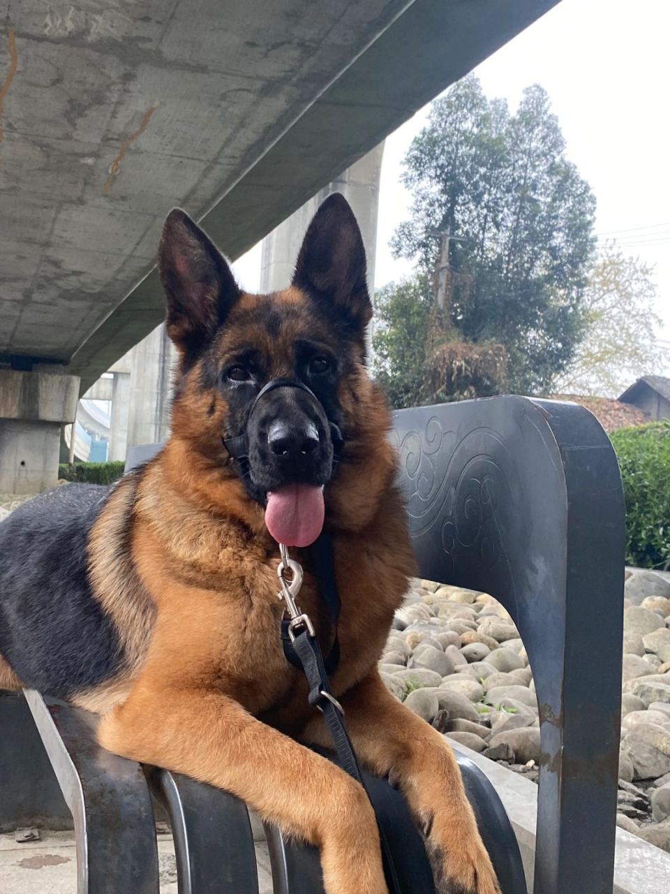 公主与她的帅德牧:一段充满爱与陪伴的故事