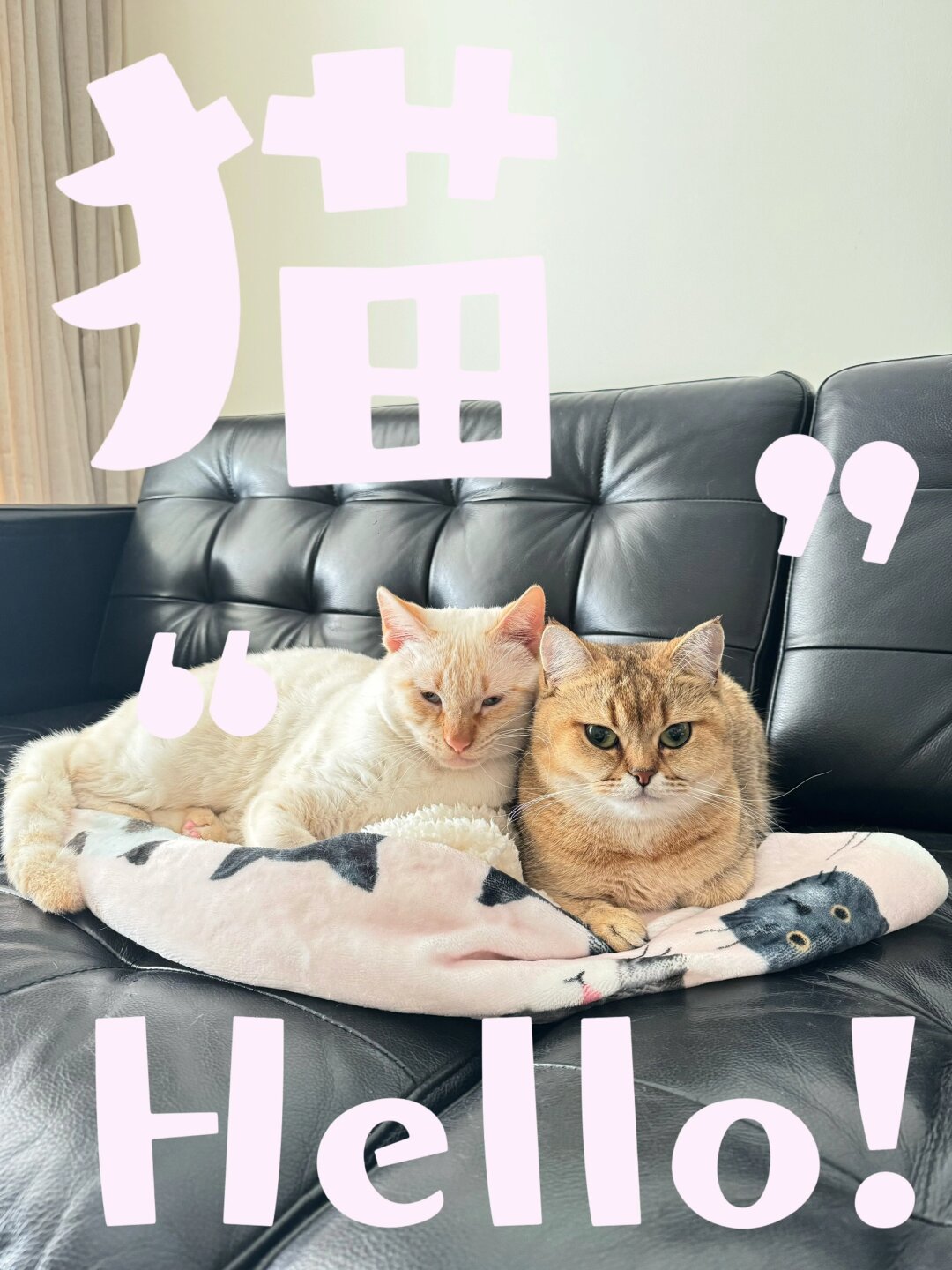 hello!"猫"  没头脑和不高兴 和小猫贴贴,蹭点好运!
