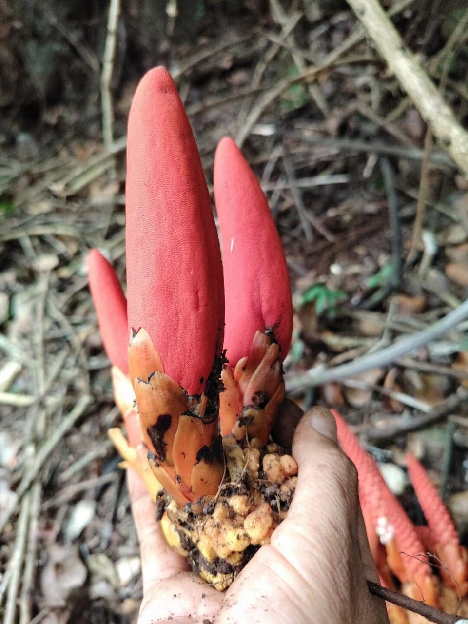 回春草图片分享 回春草,具有补肾壮阳,降压,静心安神功效.