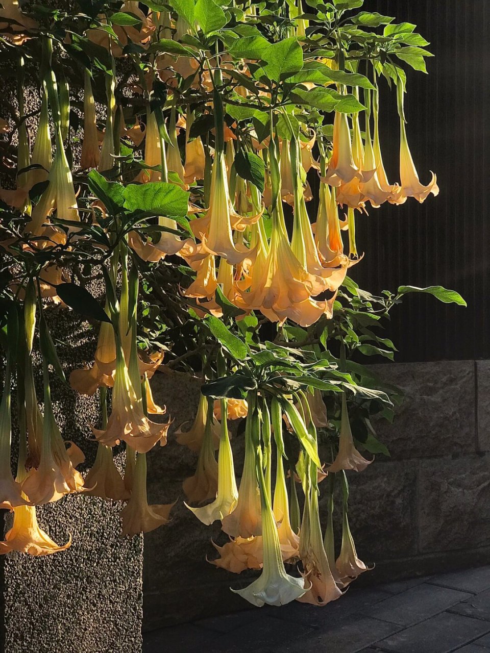 曼陀罗花开了  曼陀罗花,又被称为"死亡之花",是一种极具神秘色彩的