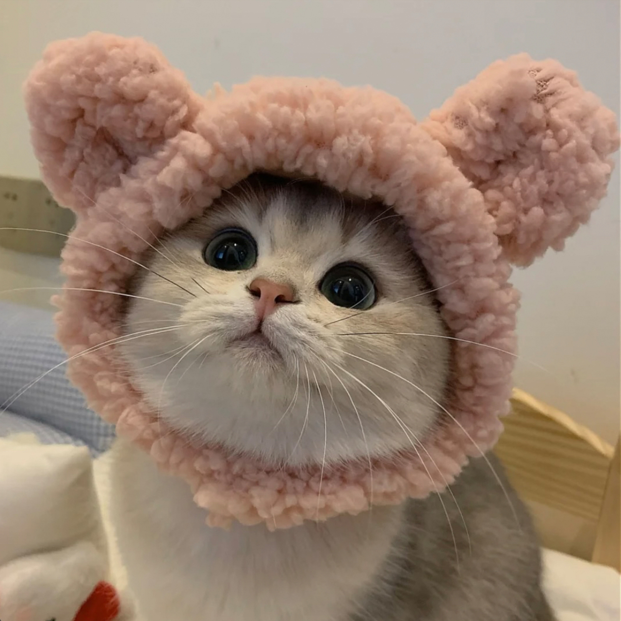 萌宠猫咪头像 | 戴帽子的猫 | 可爱橘猫头像 92 96  #最靓头像