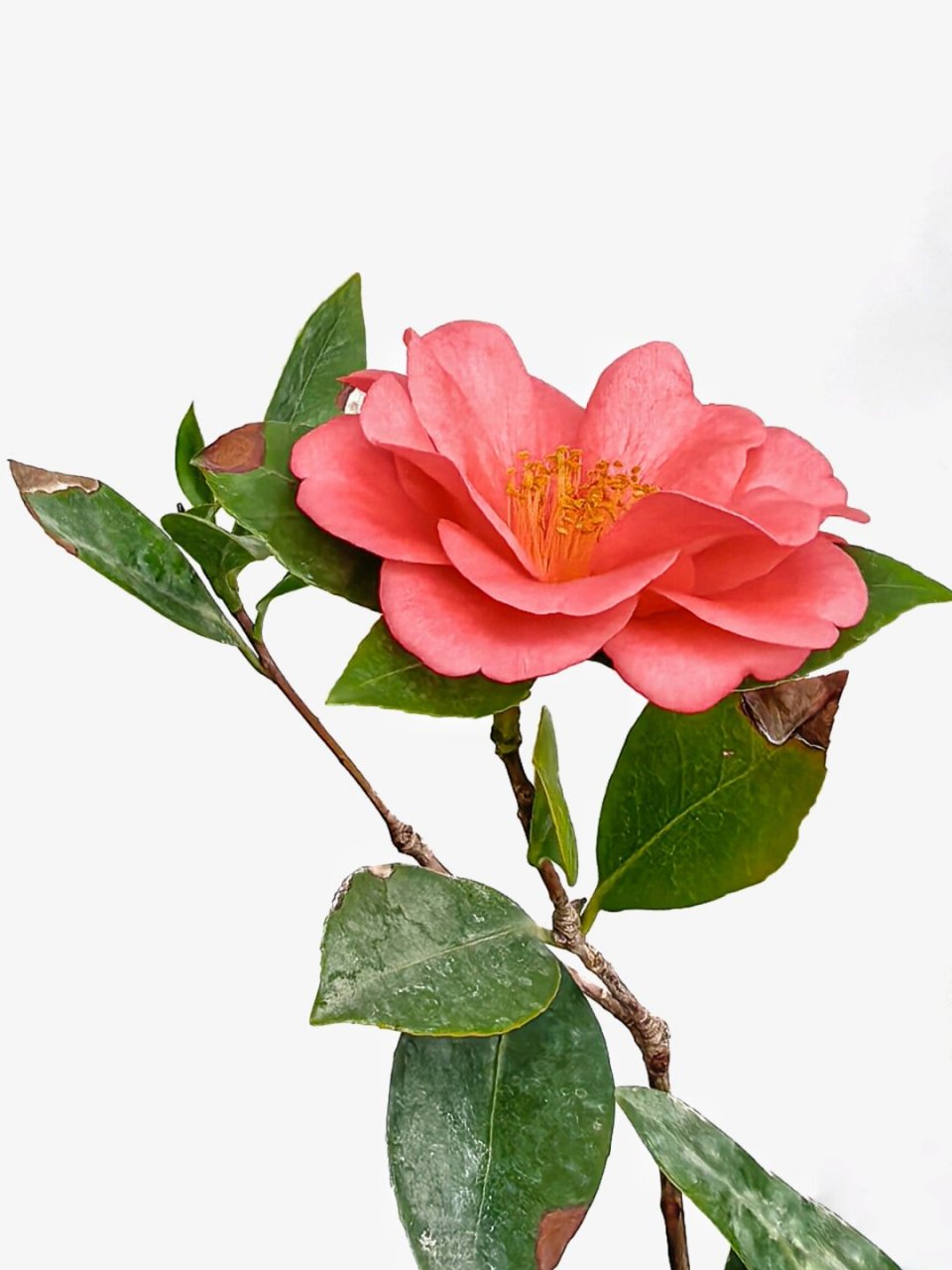 绘画素材:山茶花  山茶花的花瓣层层叠叠,犹如少女的舞裙一般轻盈飘逸