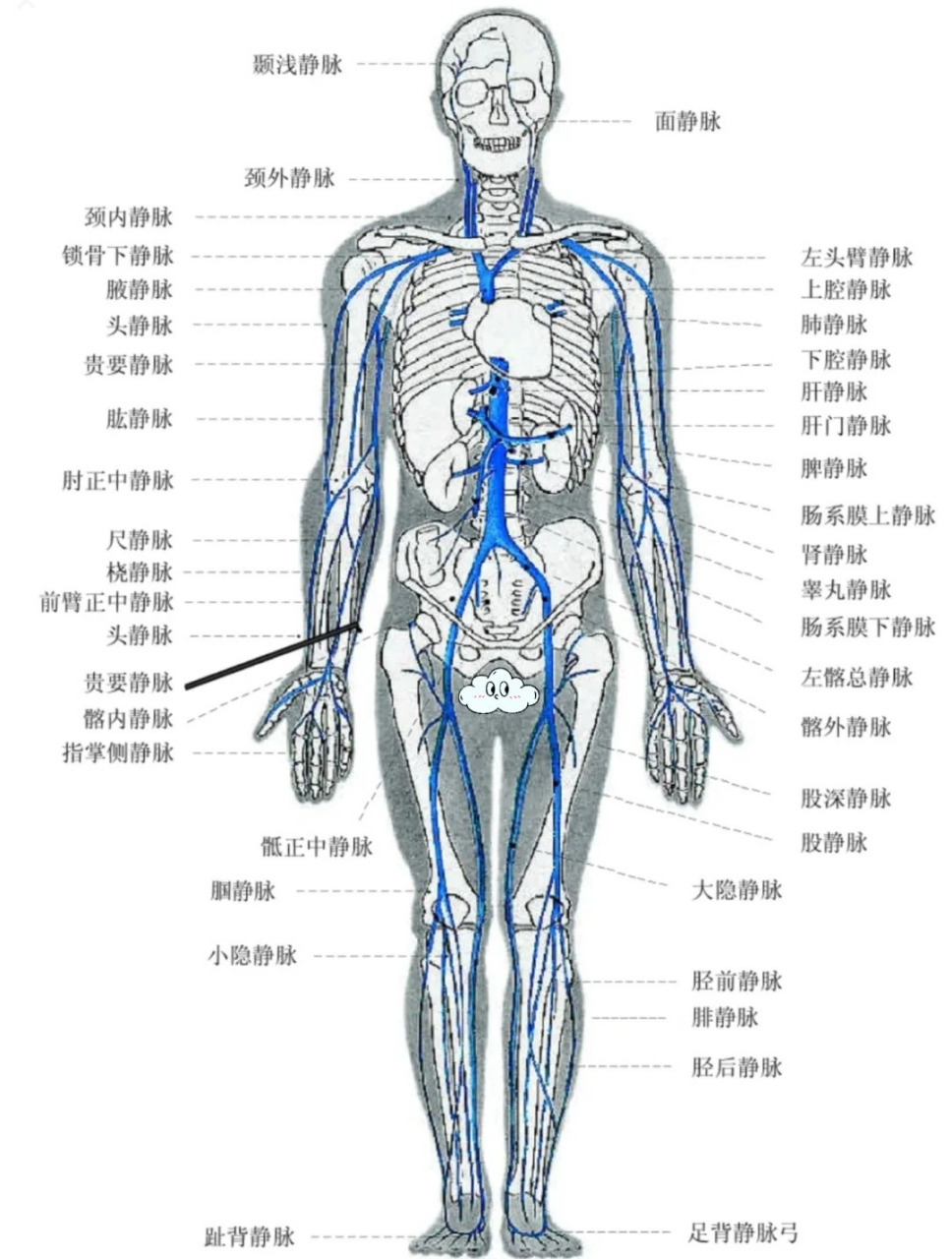 脉管系统手绘图图片