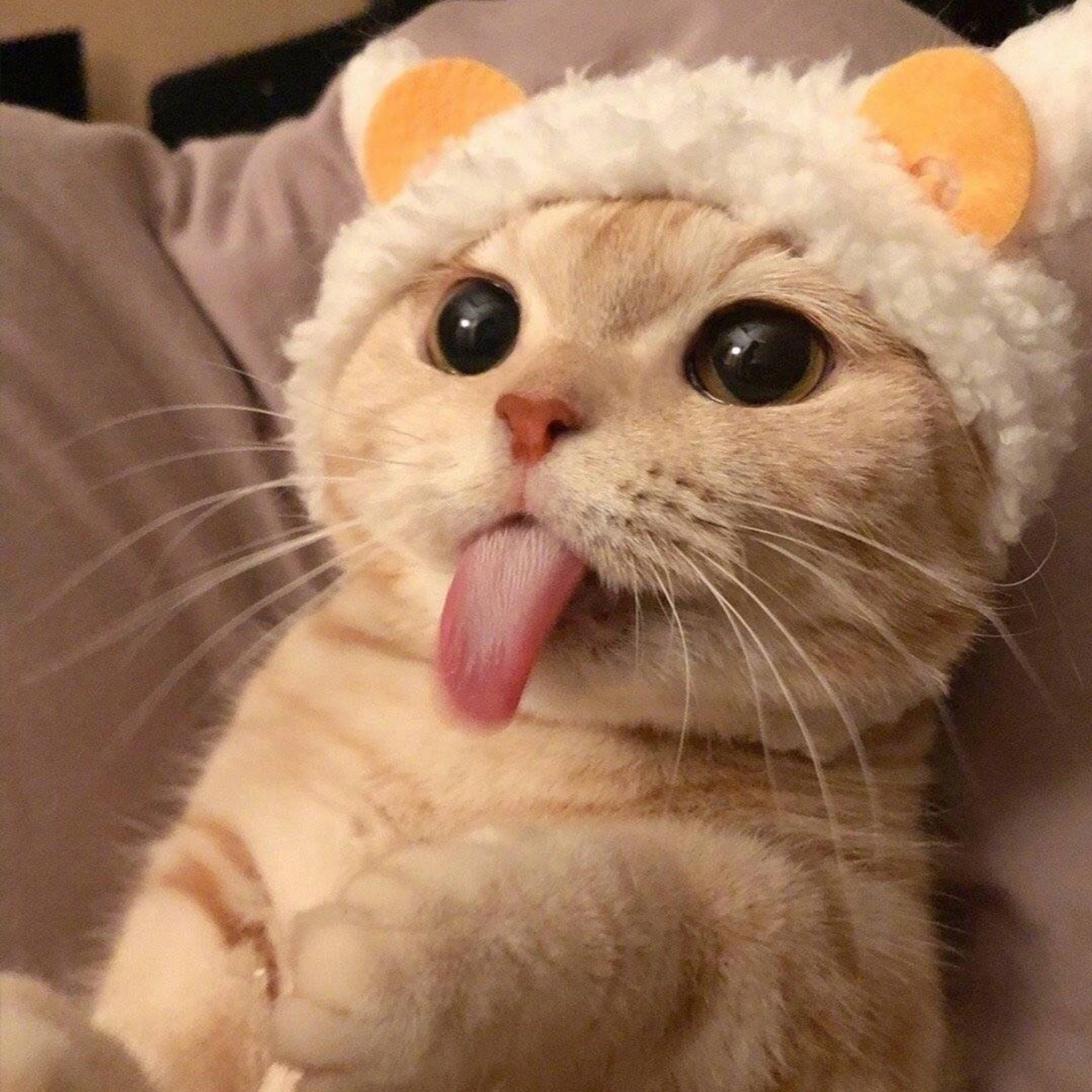 萌宠猫咪头像 | 戴帽子的猫 | 可爱橘猫头像 92 96  #最靓头像