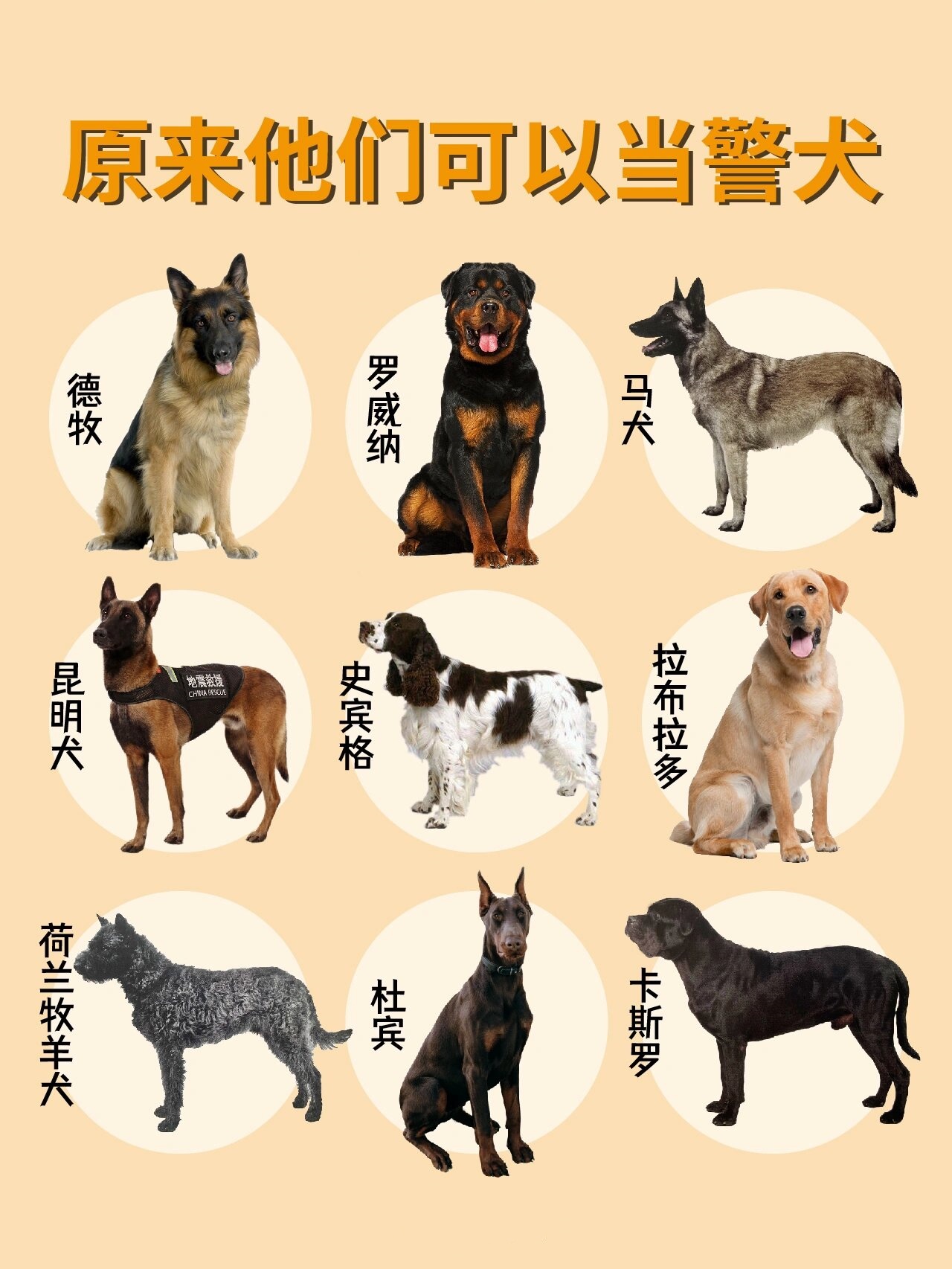 世界十大警犬图片