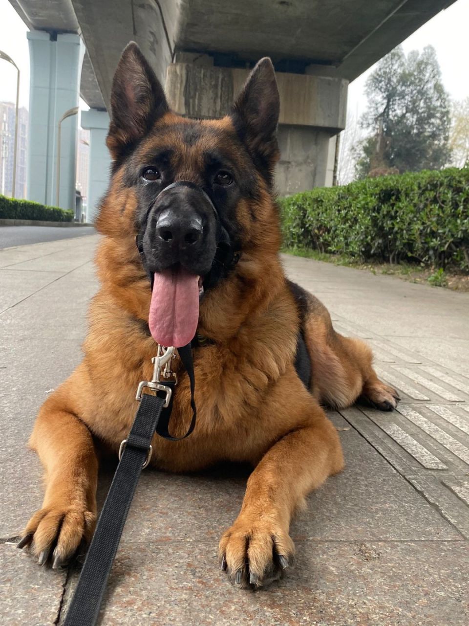 公主与她的帅德牧:一段充满爱与陪伴的故事