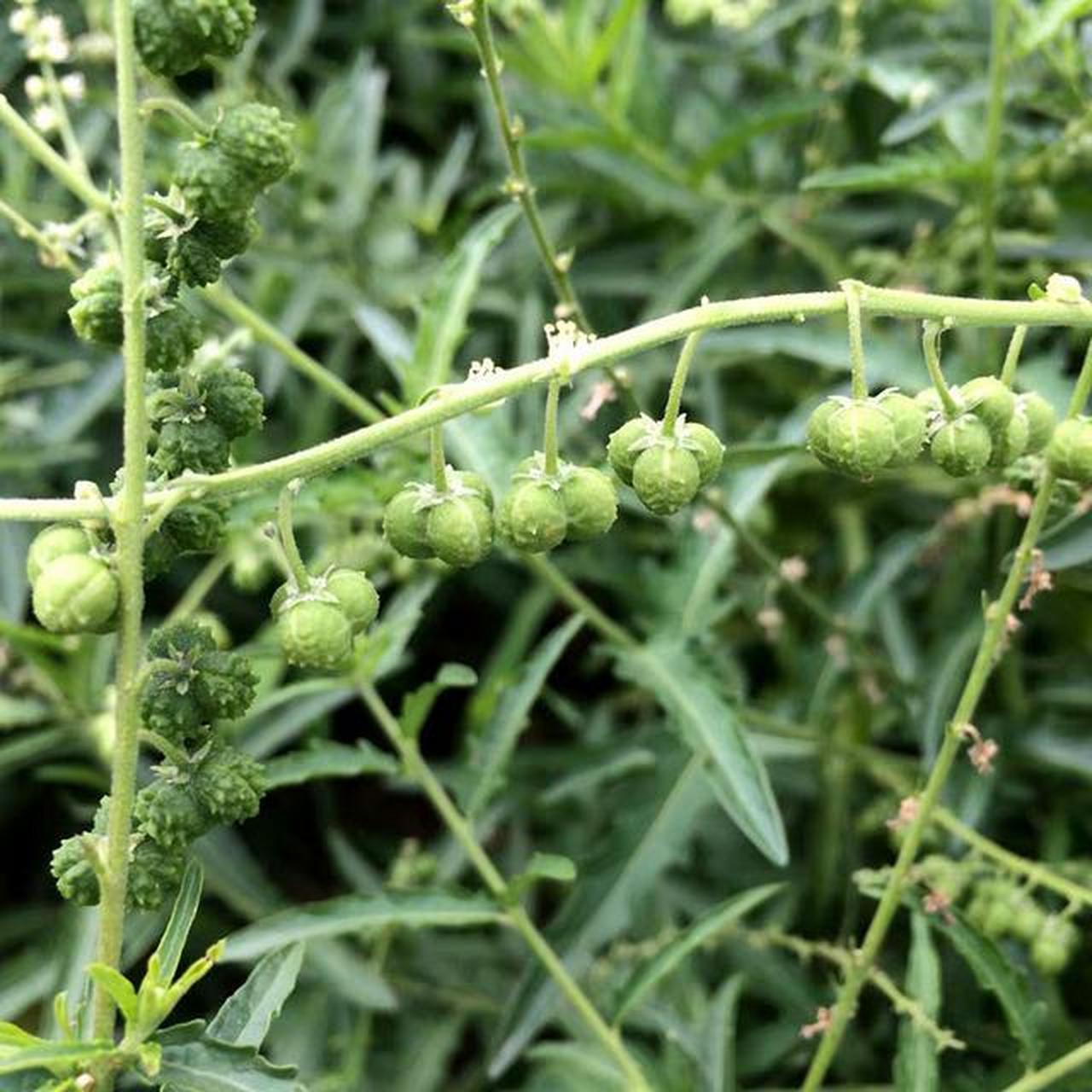 一,透骨草的功效与作用  1.