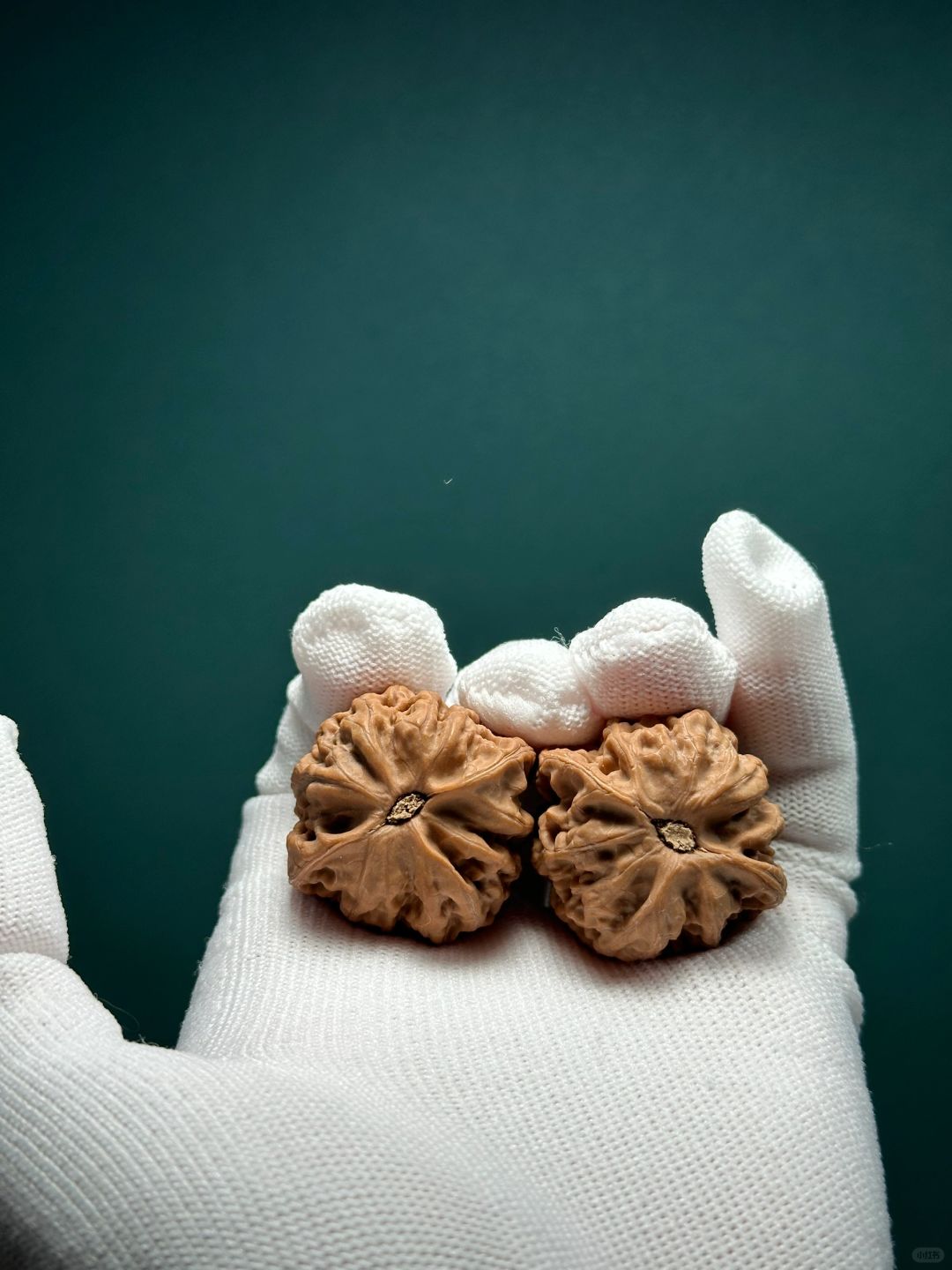 蓟县盘山佛肚来啦,这可是你们步入文玩核桃殿堂的启蒙良师啊!不信?