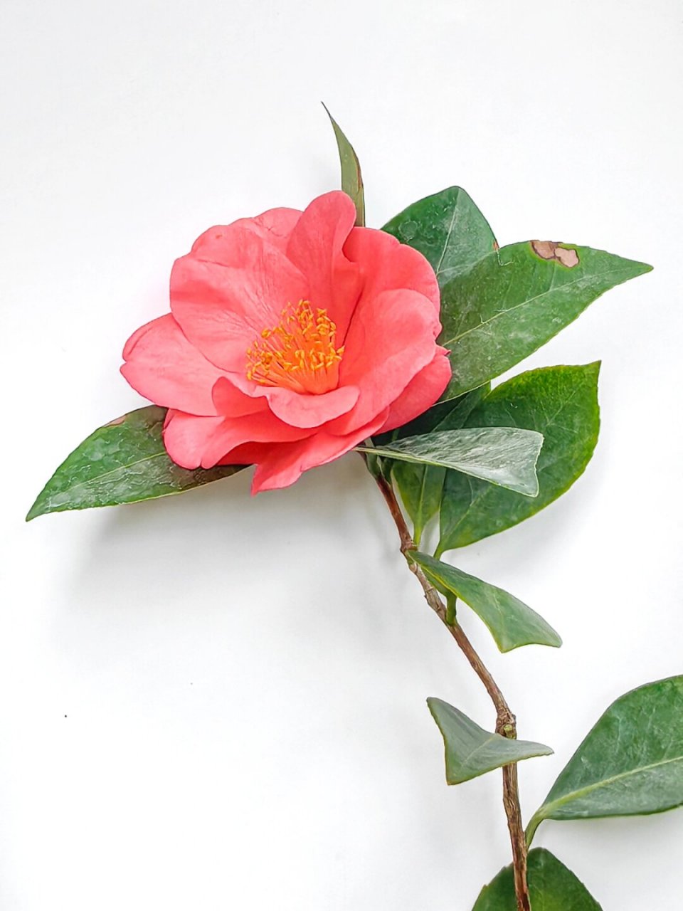 绘画素材:山茶花  山茶花的花瓣层层叠叠,犹如少女的舞裙一般轻盈飘逸