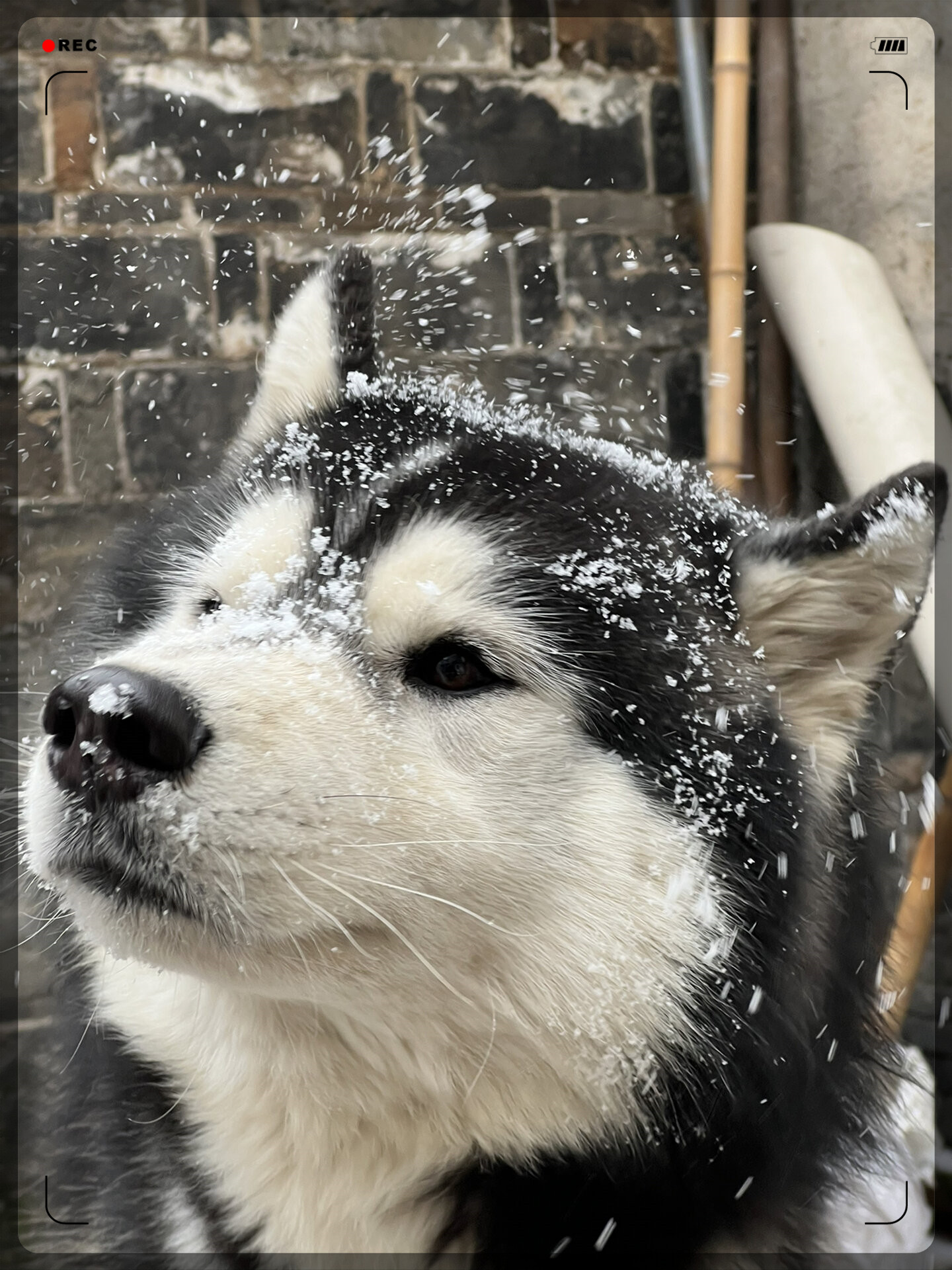 冬日恋歌,雪花飞舞  哈士奇的世界,雪白如画.