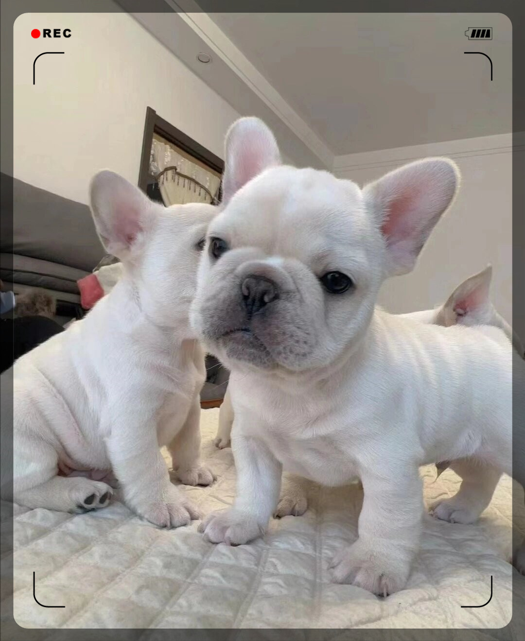 法斗幼犬找新家   小可爱们,上海有两只法斗幼犬正在寻找温暖的新家!