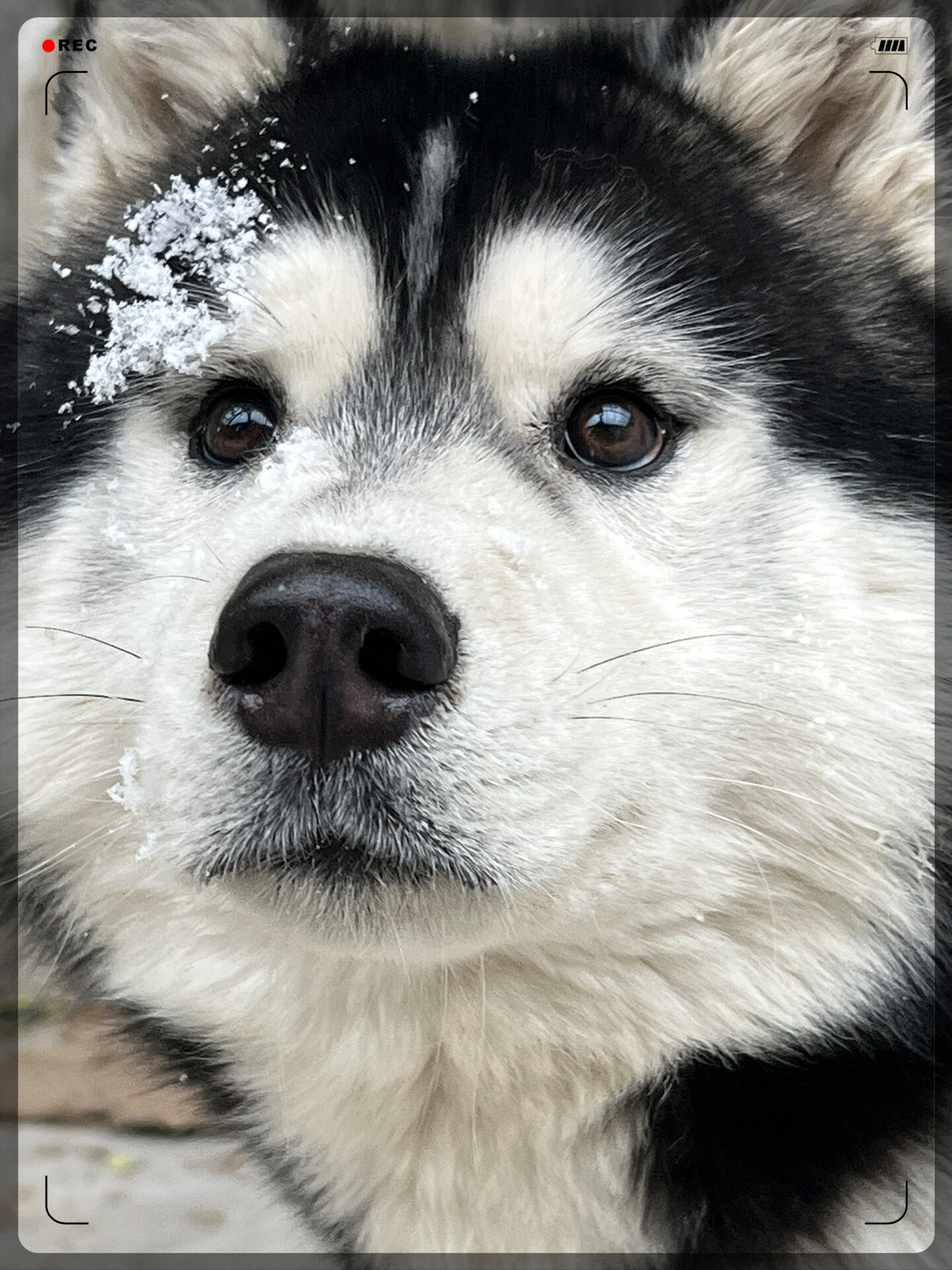 冬日恋歌,雪花飞舞  哈士奇的世界,雪白如画.