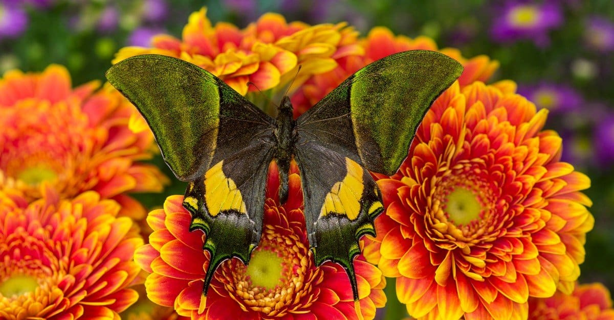 世界上10种稀有的蝴蝶,大自然之美!