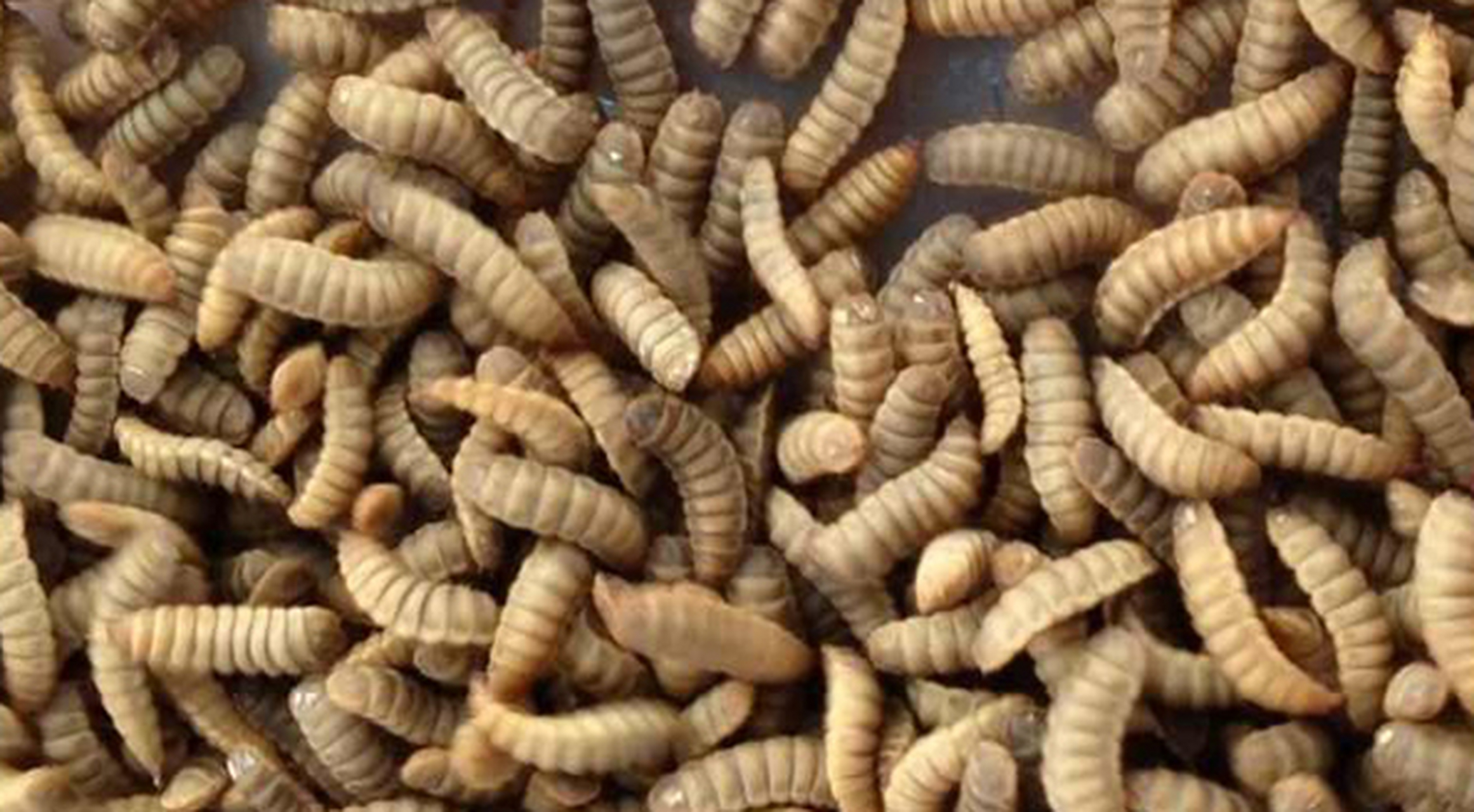 低温1月,养黑水虻幼虫,关照温度,湿度,光照,密度合适,日常管理到位.