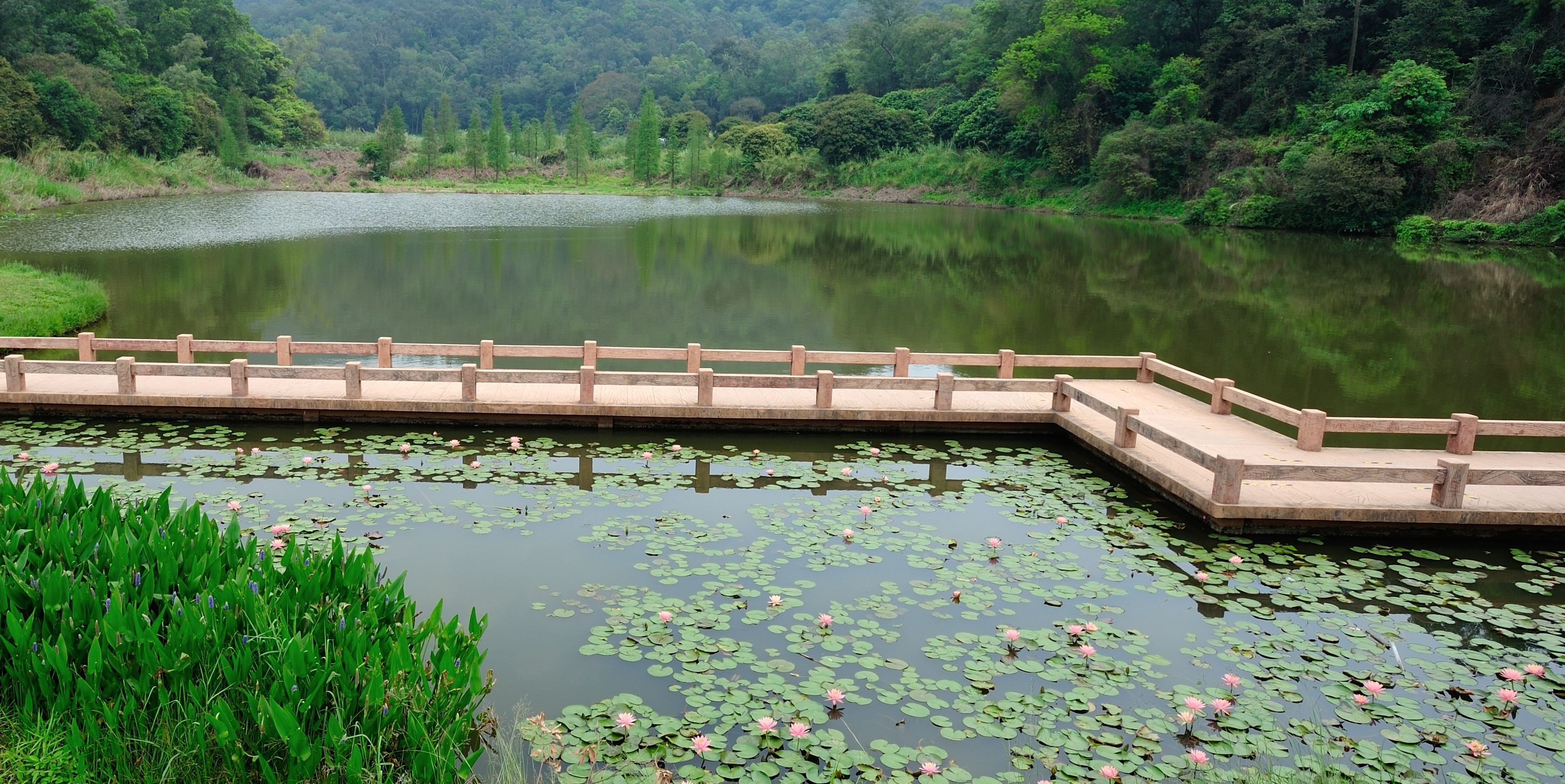 东莞寮步湿地公园图片