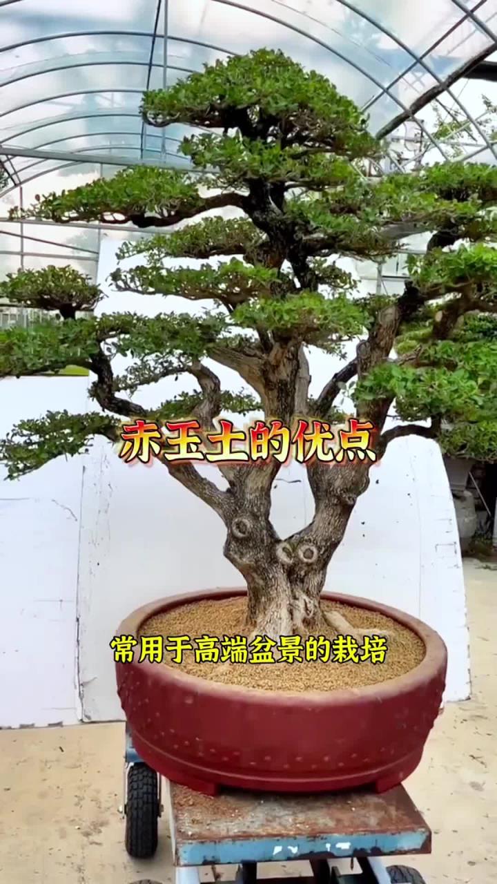 赤玉土种盆景注意事项图片