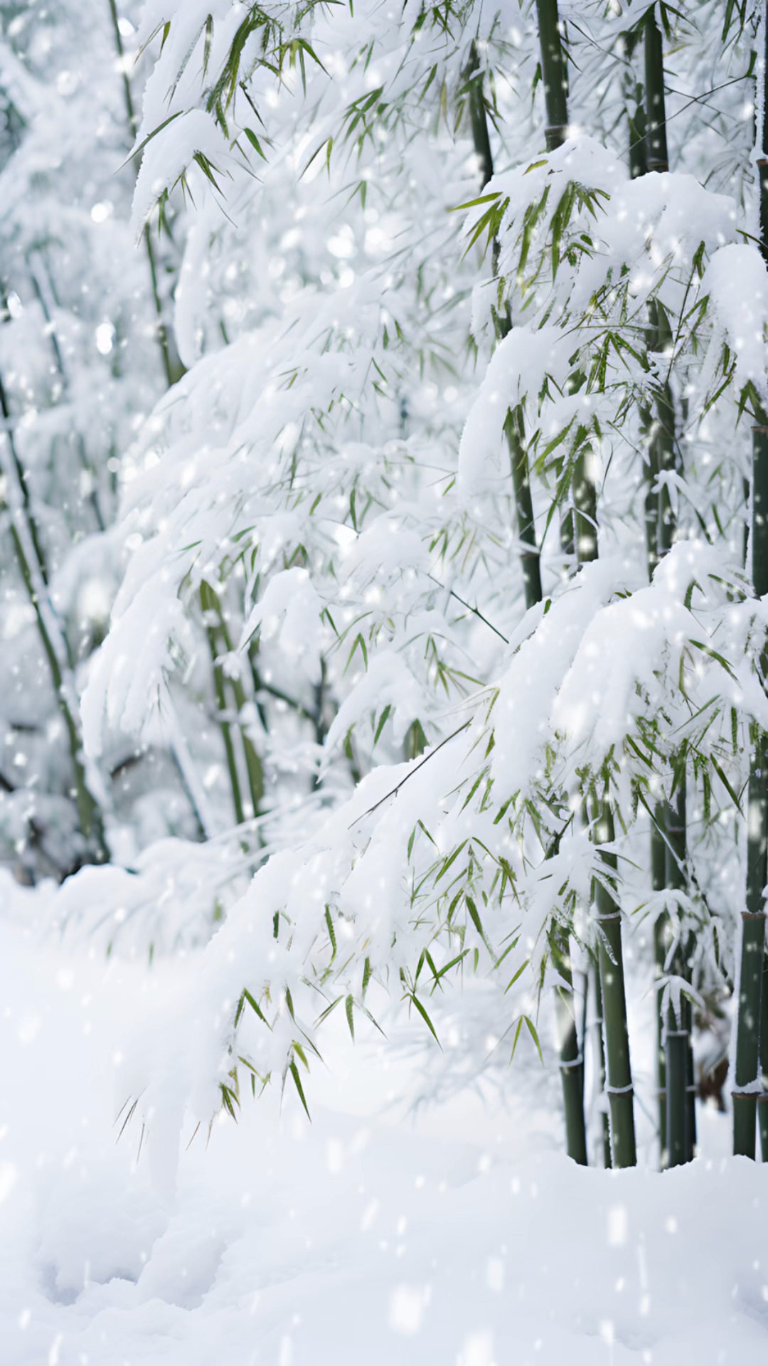 竹子和雪的图片图片